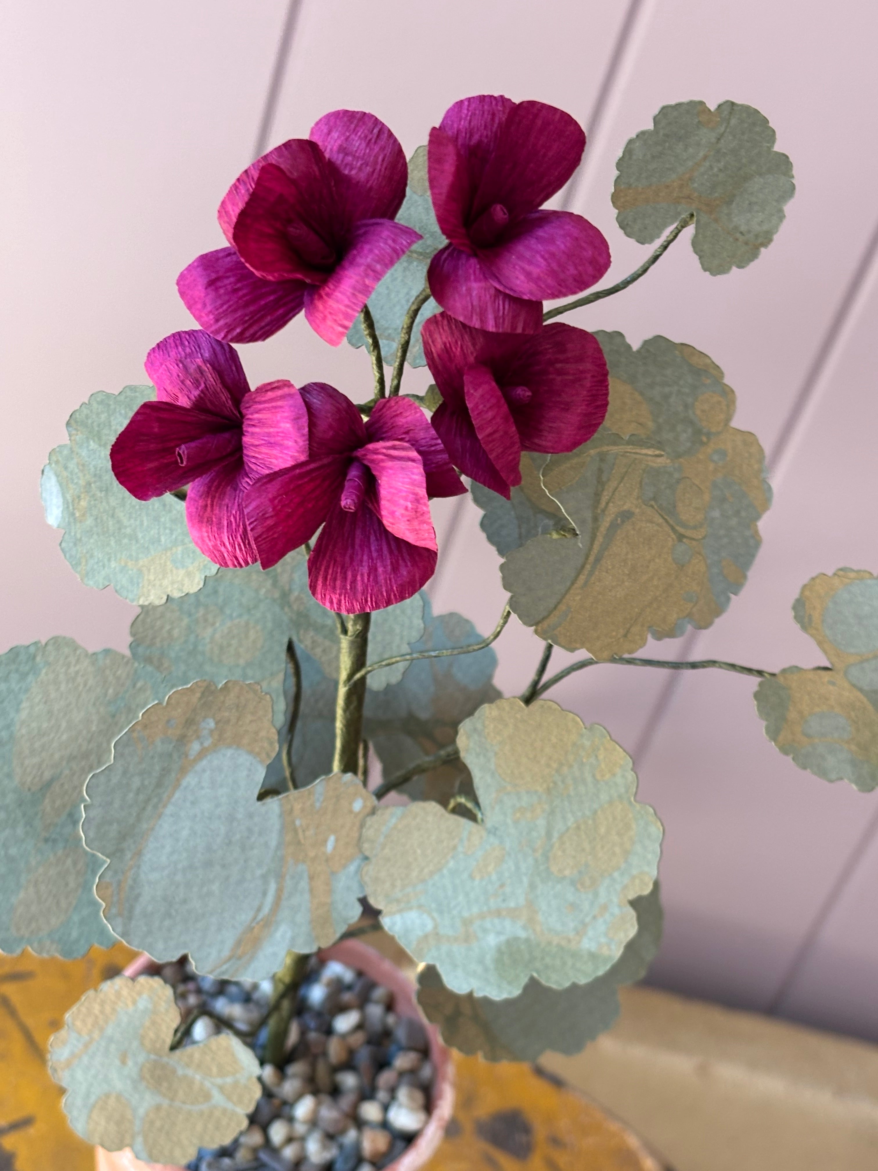 Paper geranium