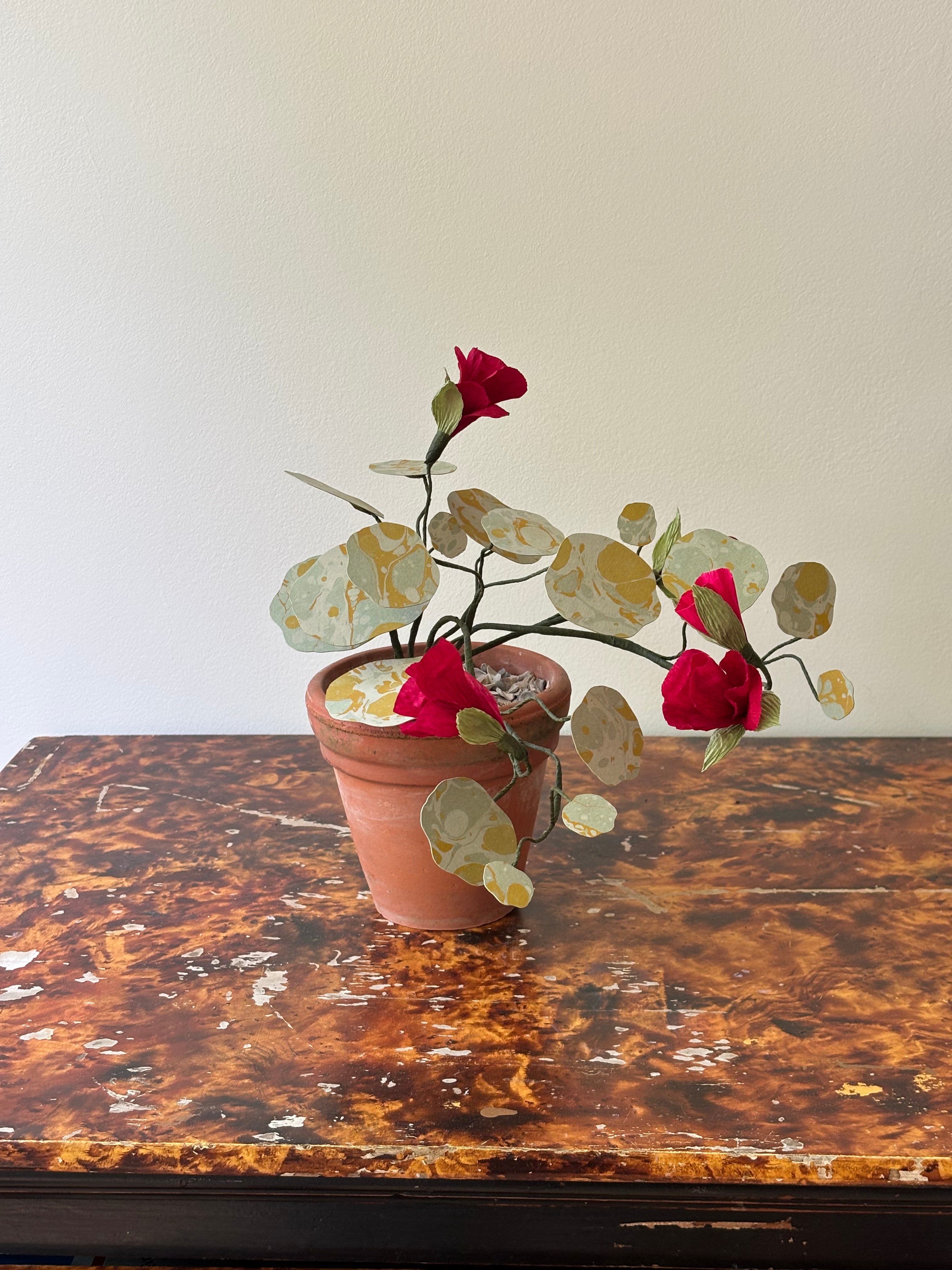 Nasturtium, trailing