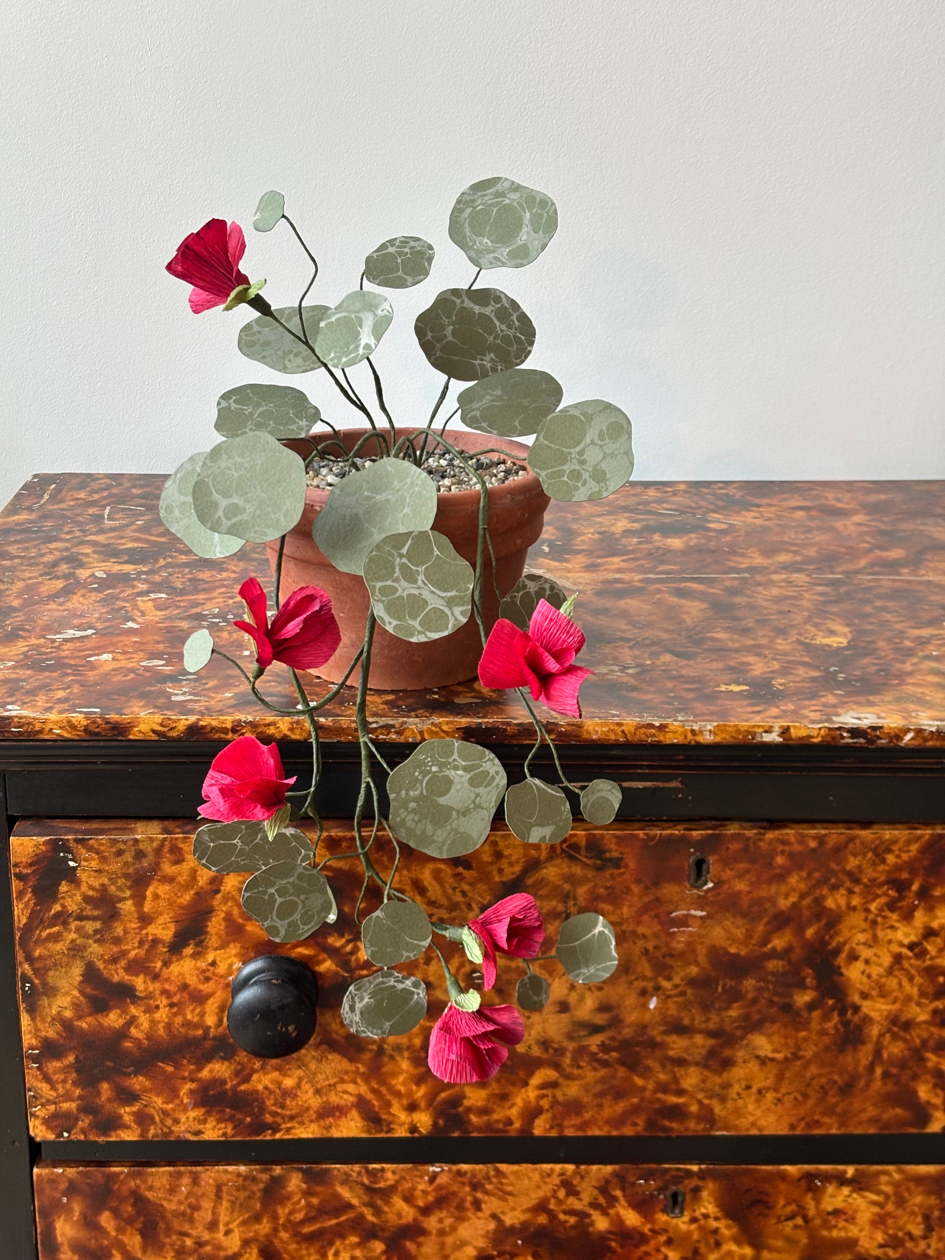 Paper nasturtium, trailing