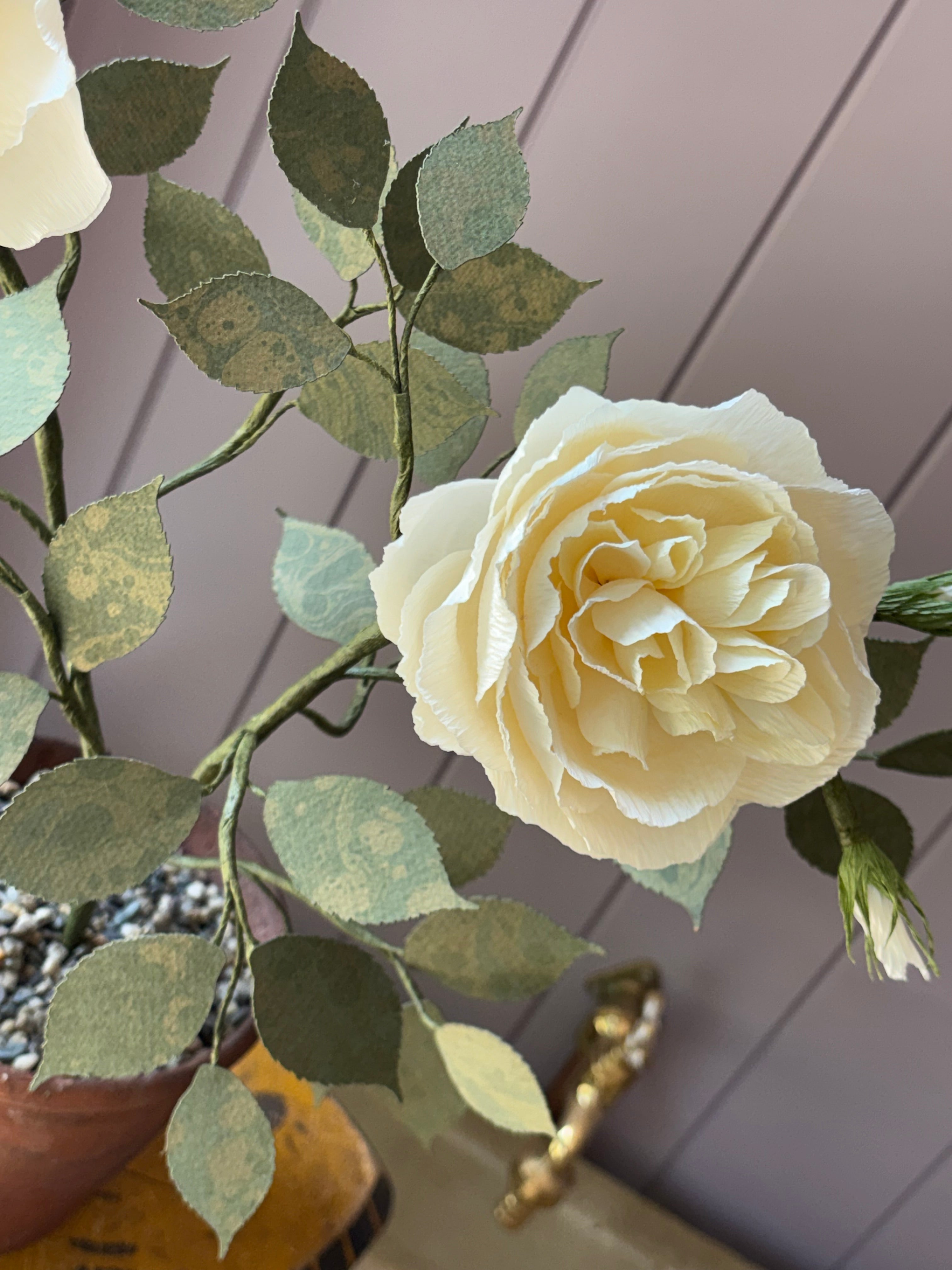 Paper Shrub Rose
