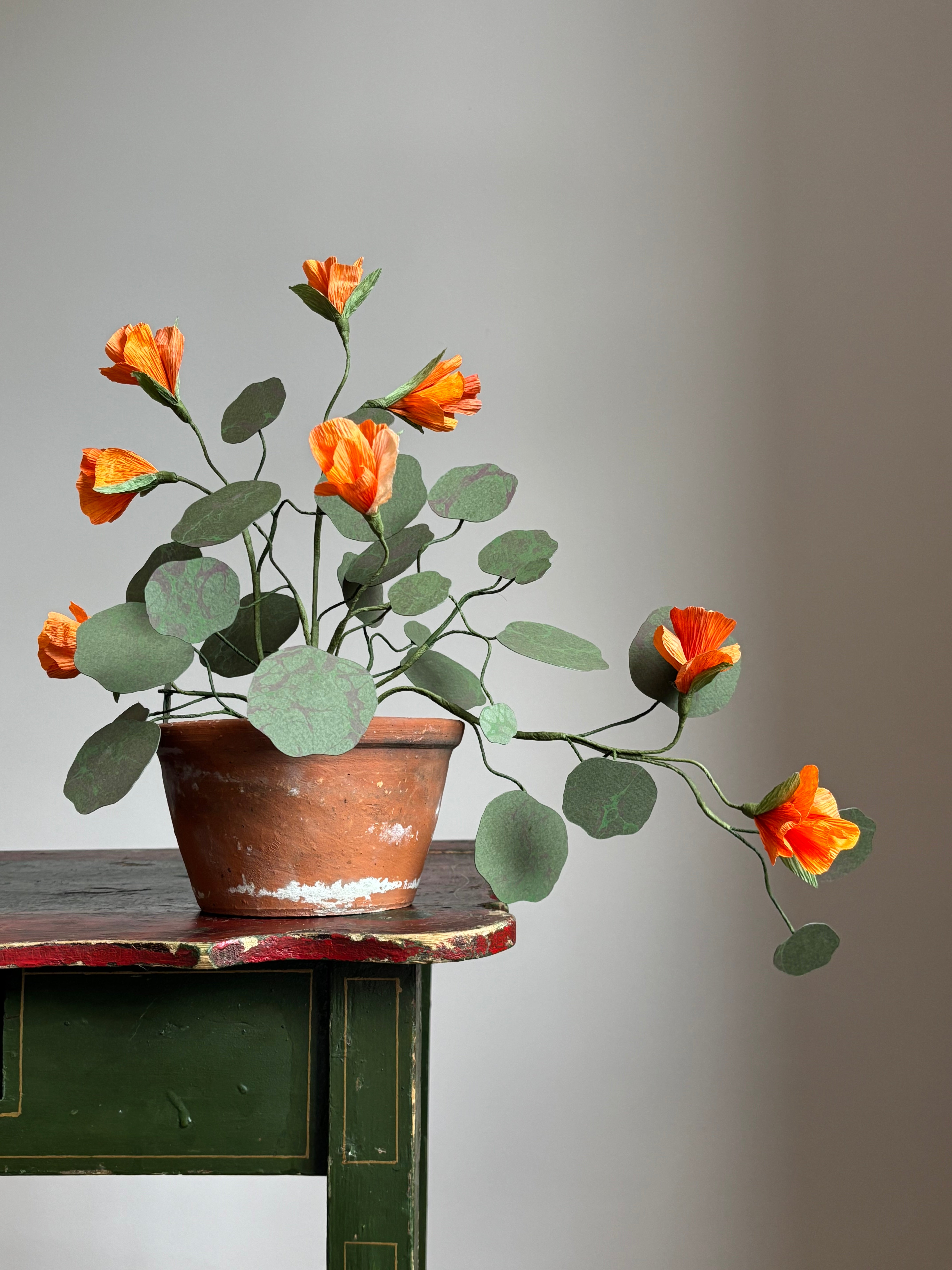 Nasturtium, trailing
