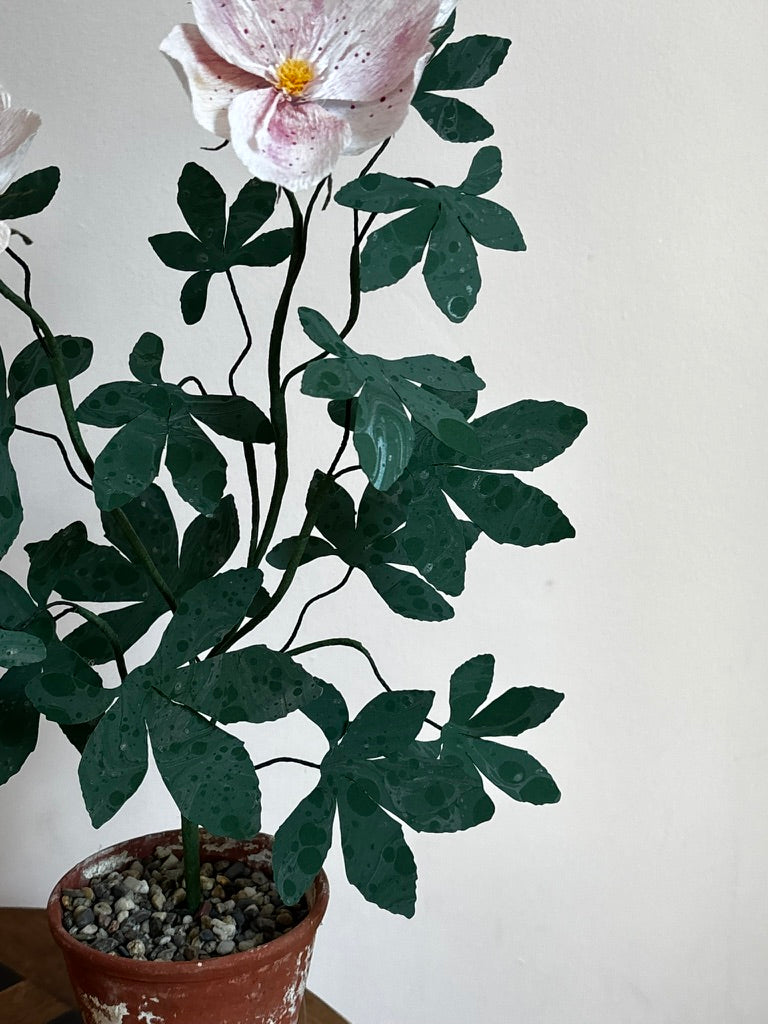Paper Hellebore