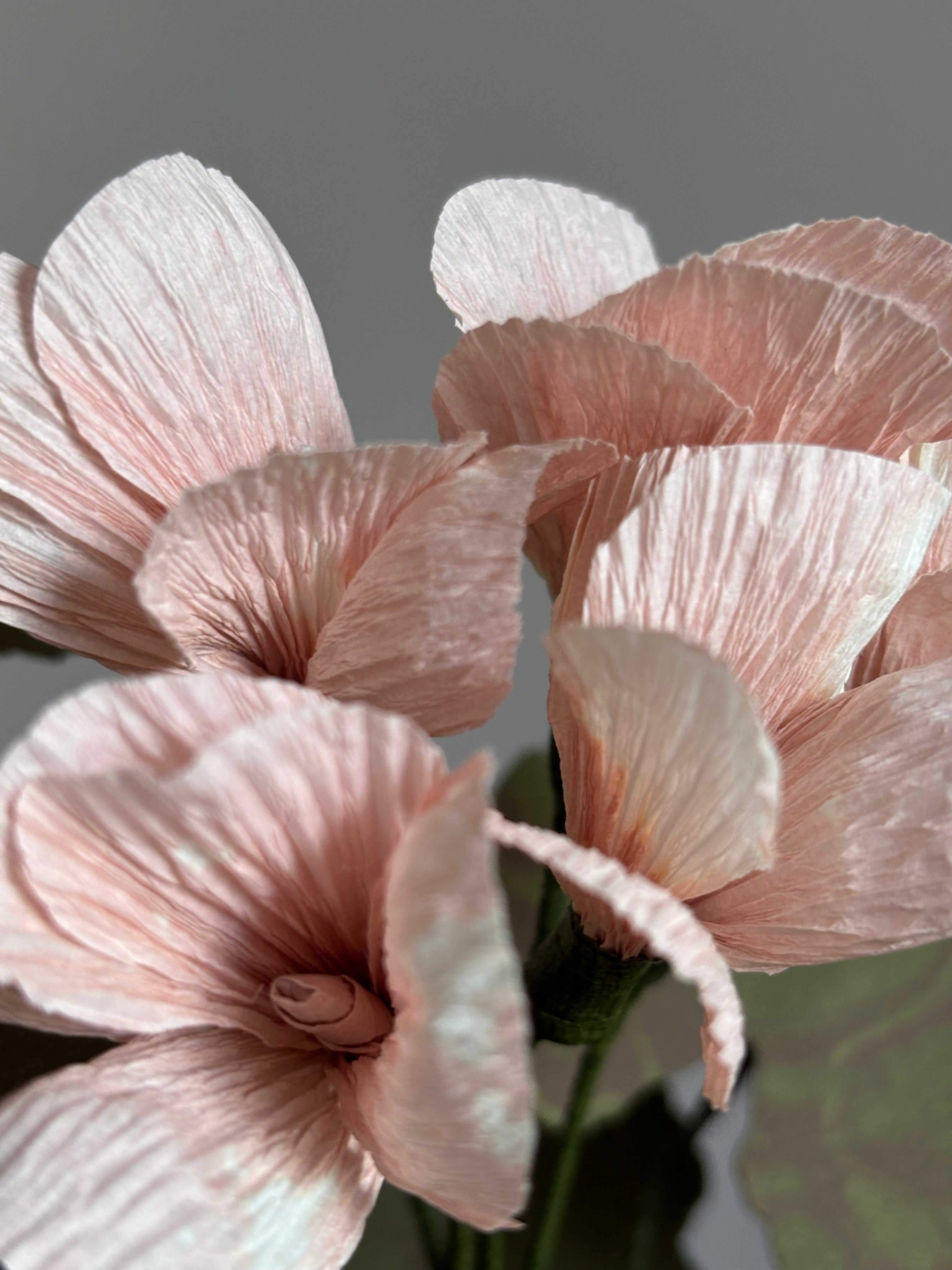 Paper Geranium