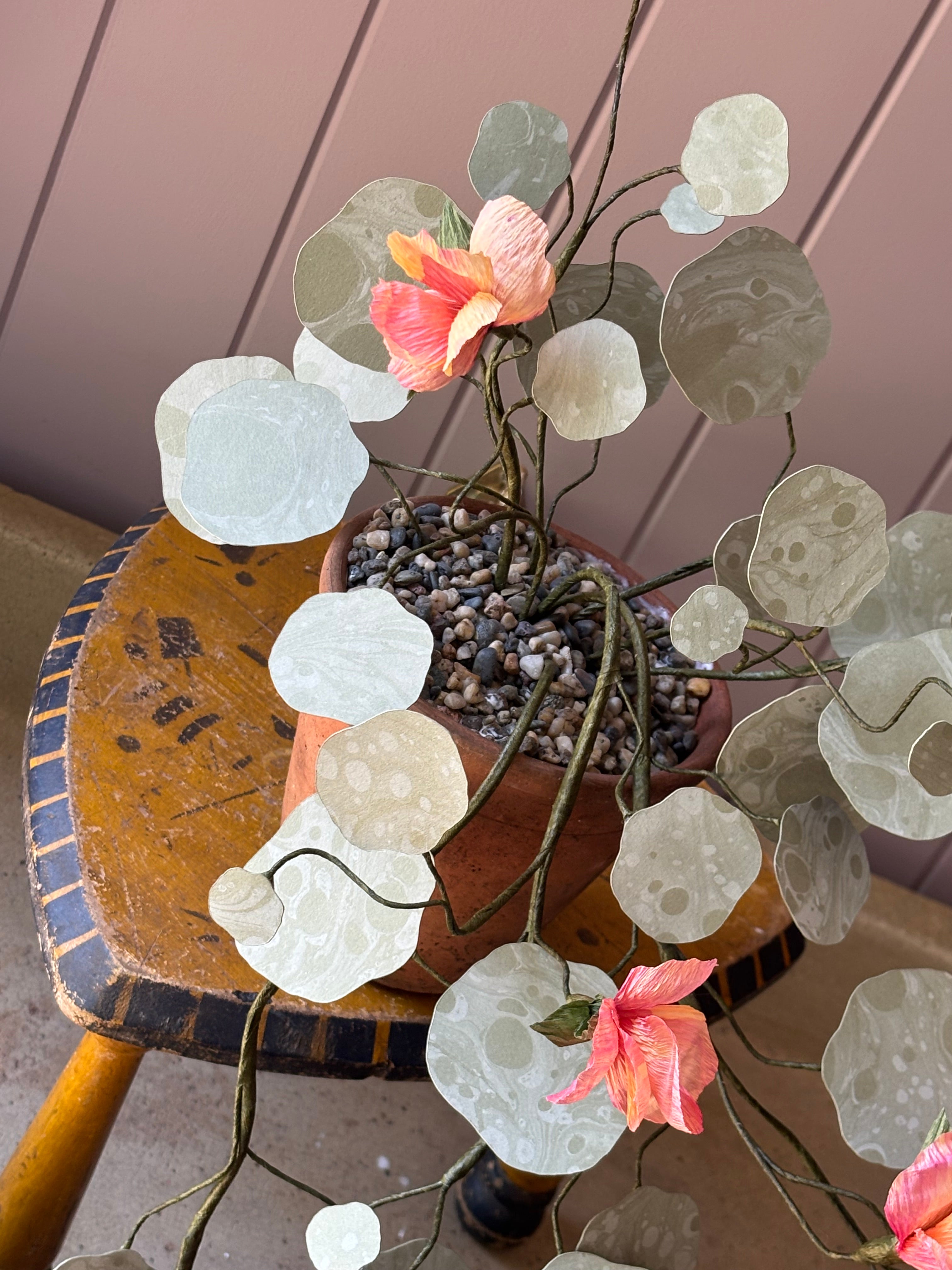 Paper Nasturtium, trailing