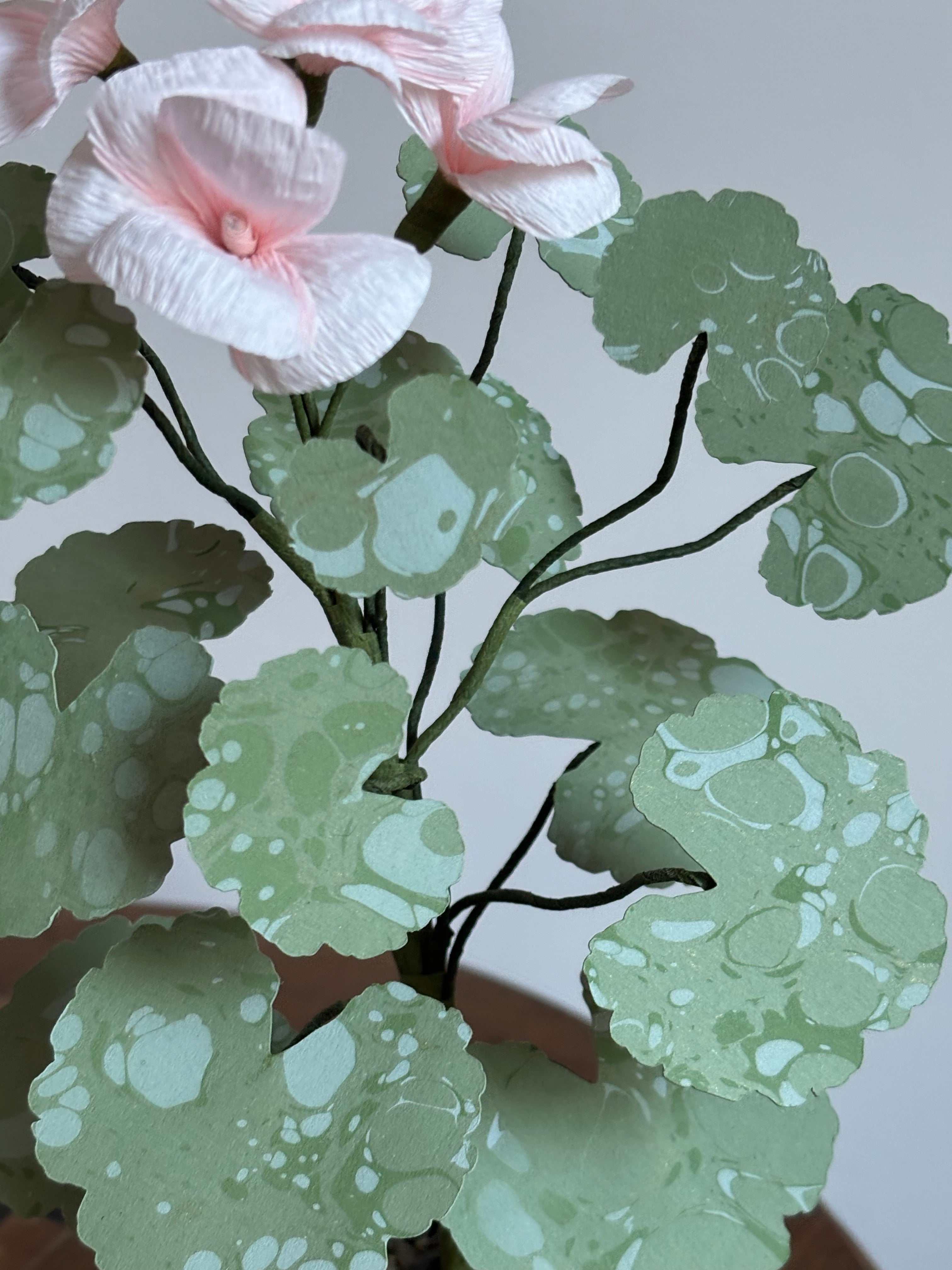 Paper Geranium hh
