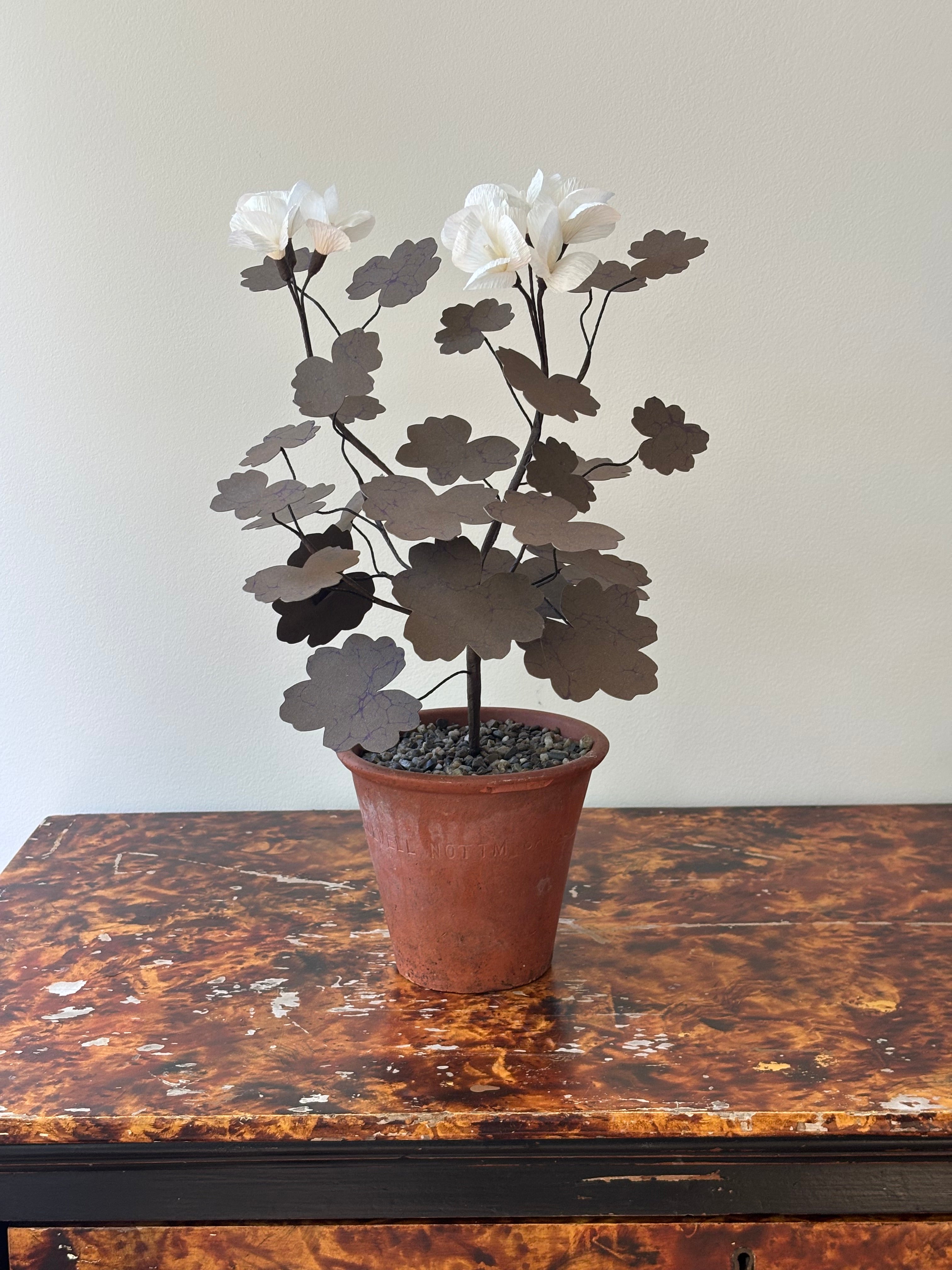 Paper Geranium