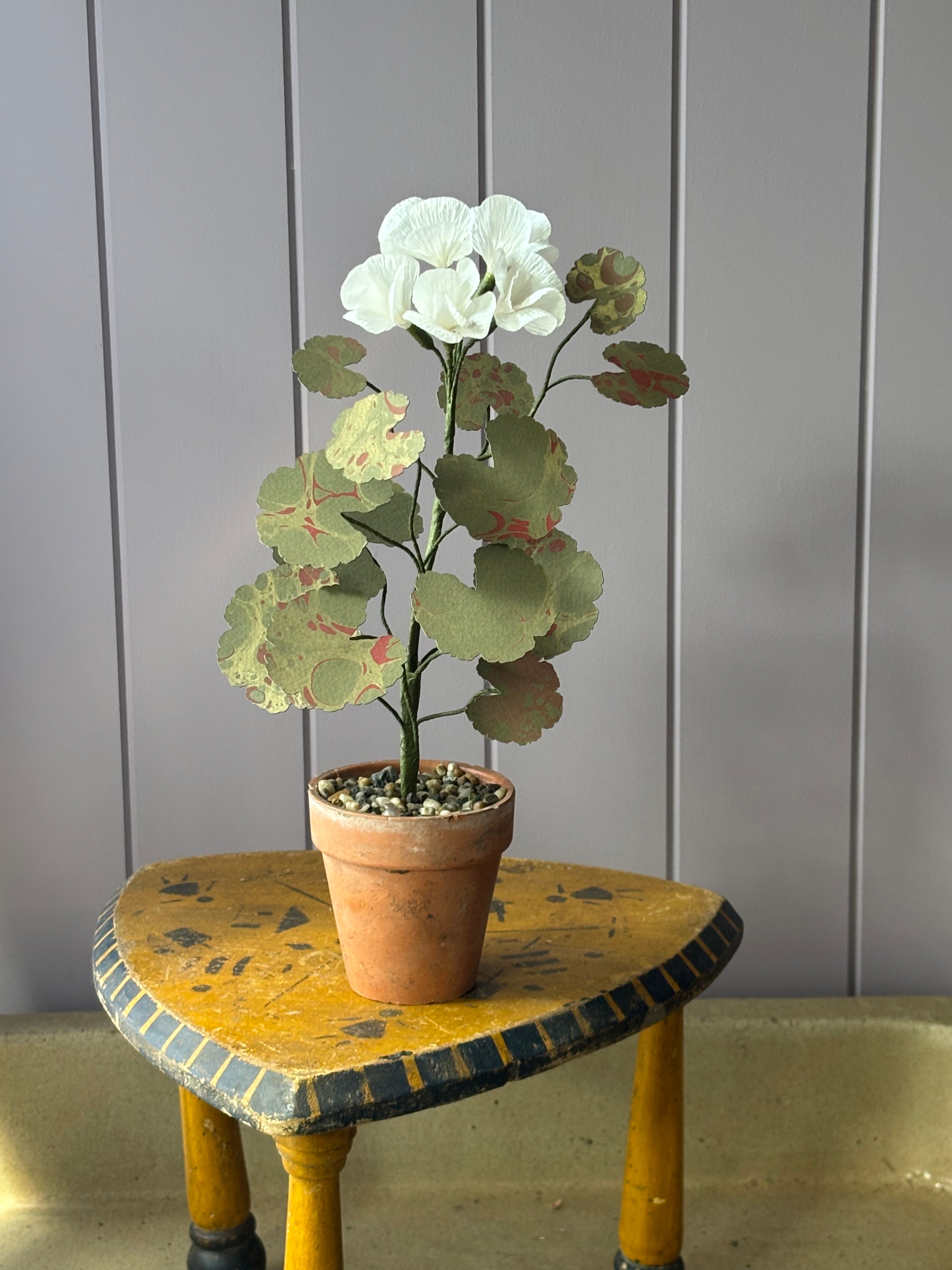 Paper geranium