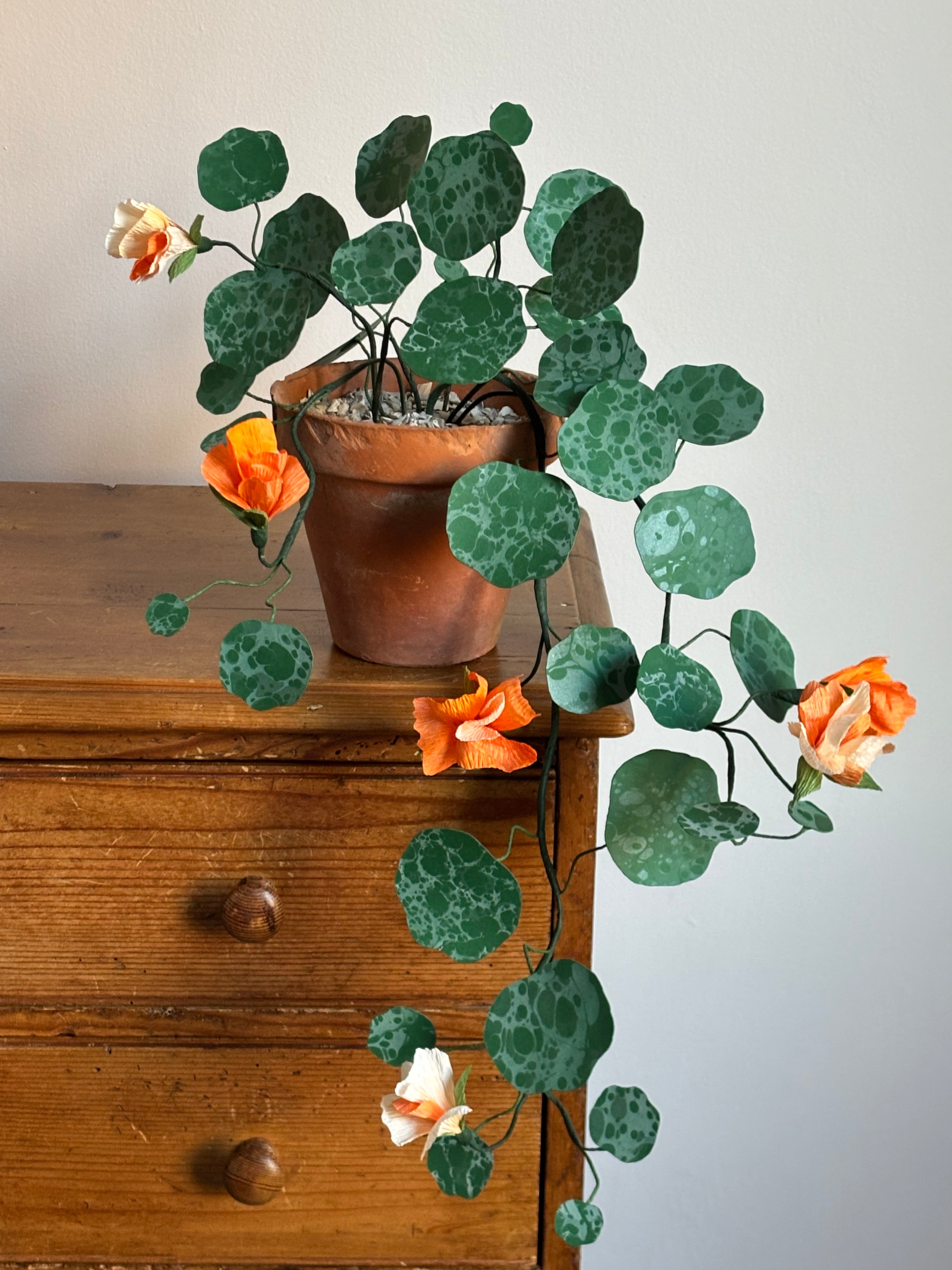 Nasturtium, trailing