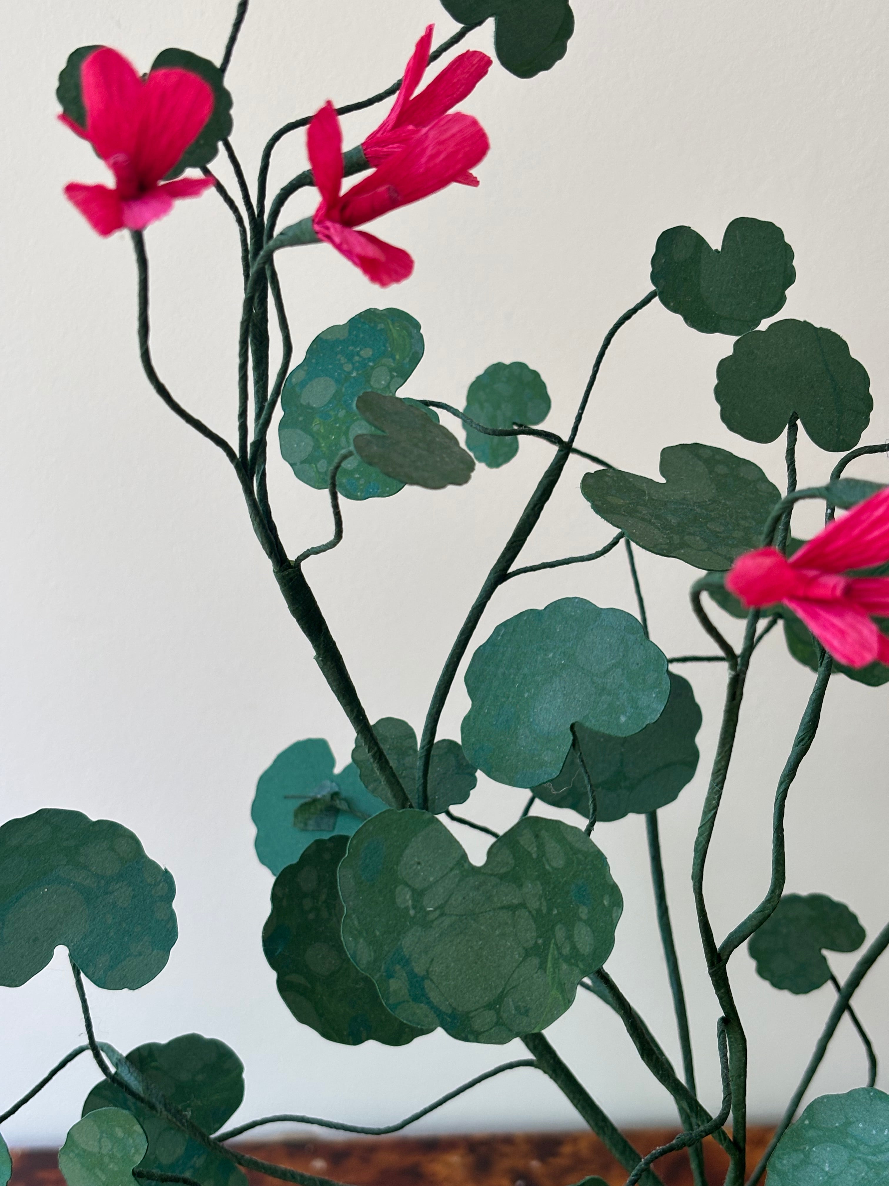 Paper Geranium