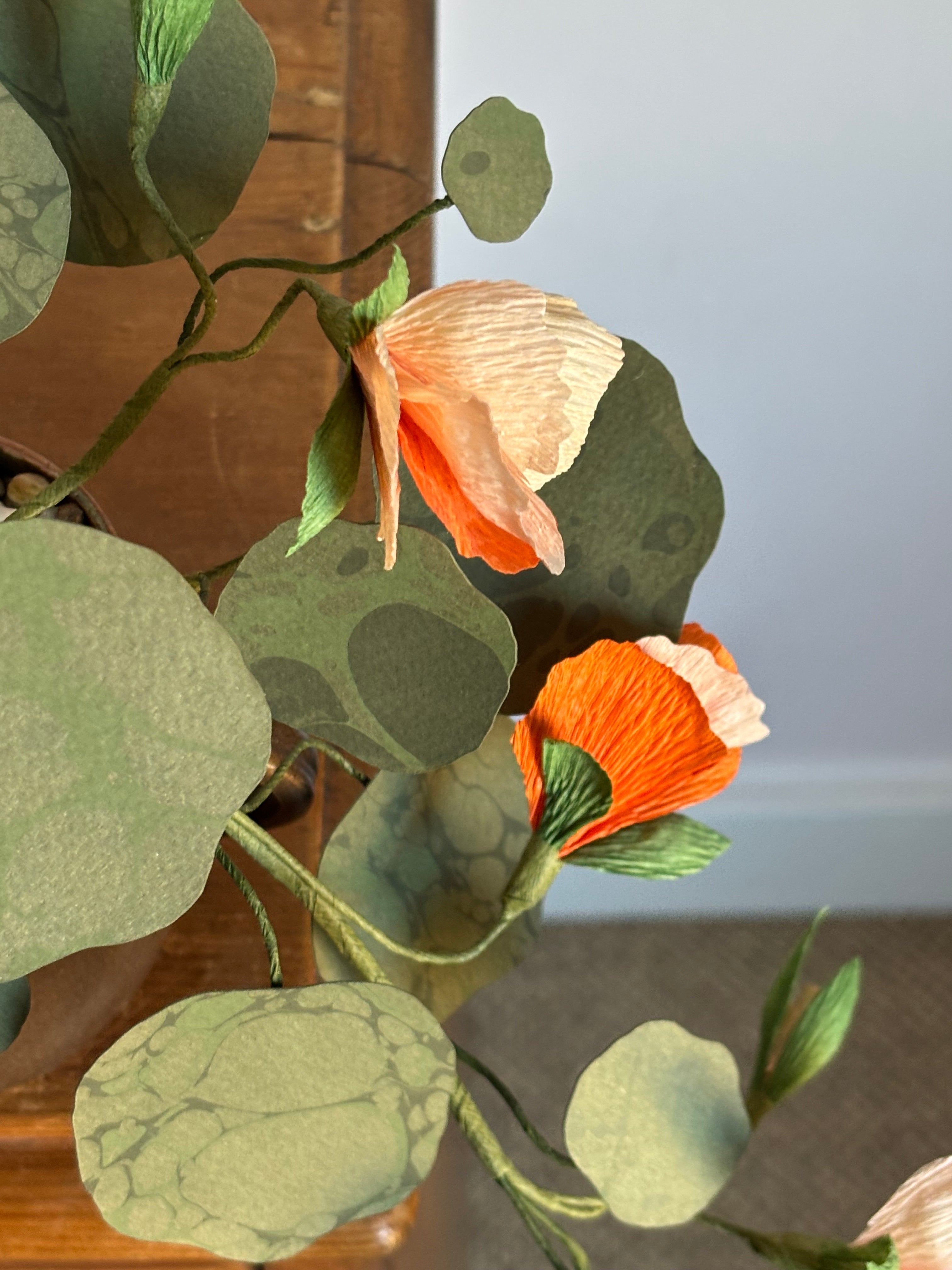 Nasturtium, trailing