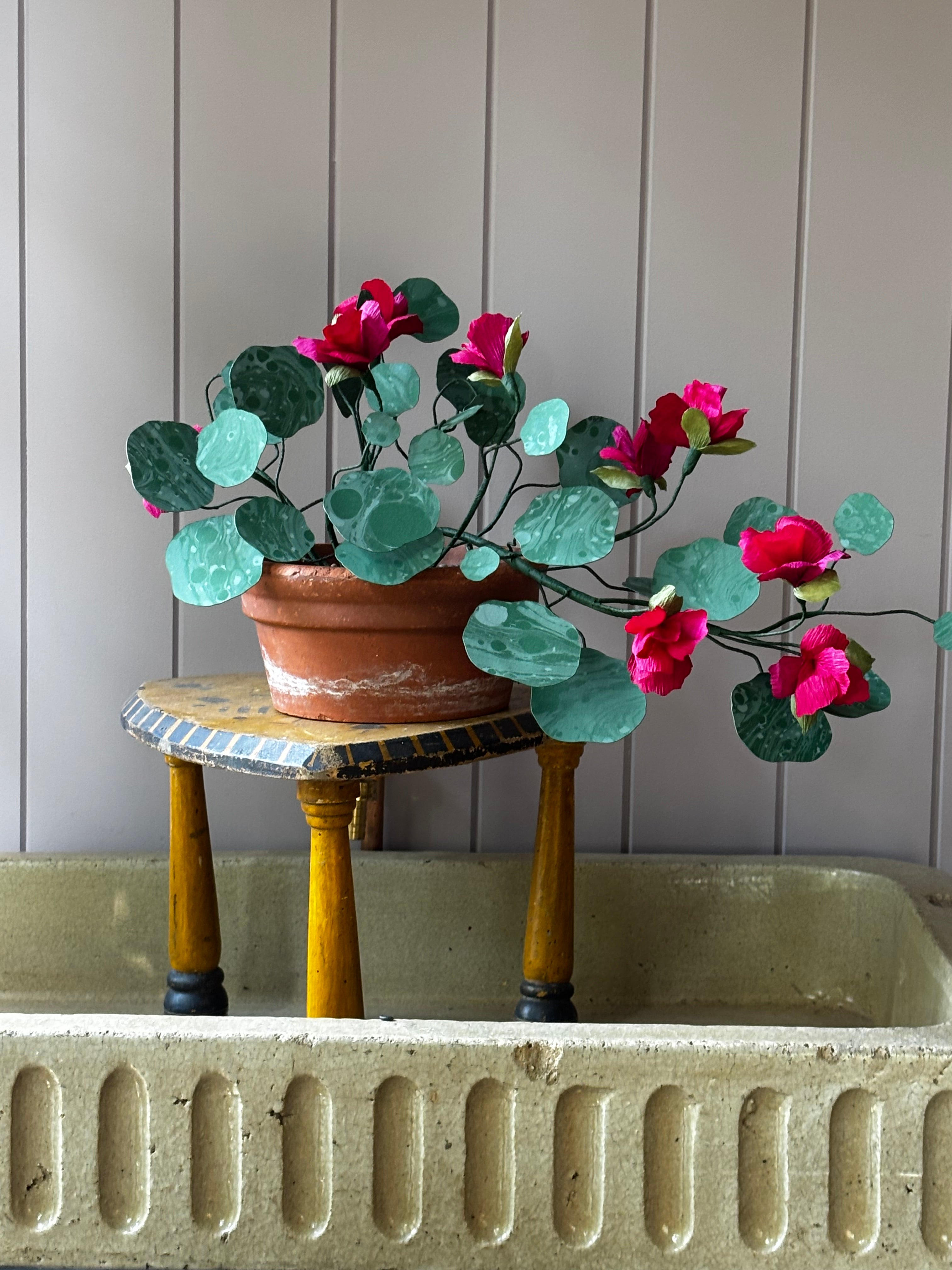 Paper Nasturtium, trailing