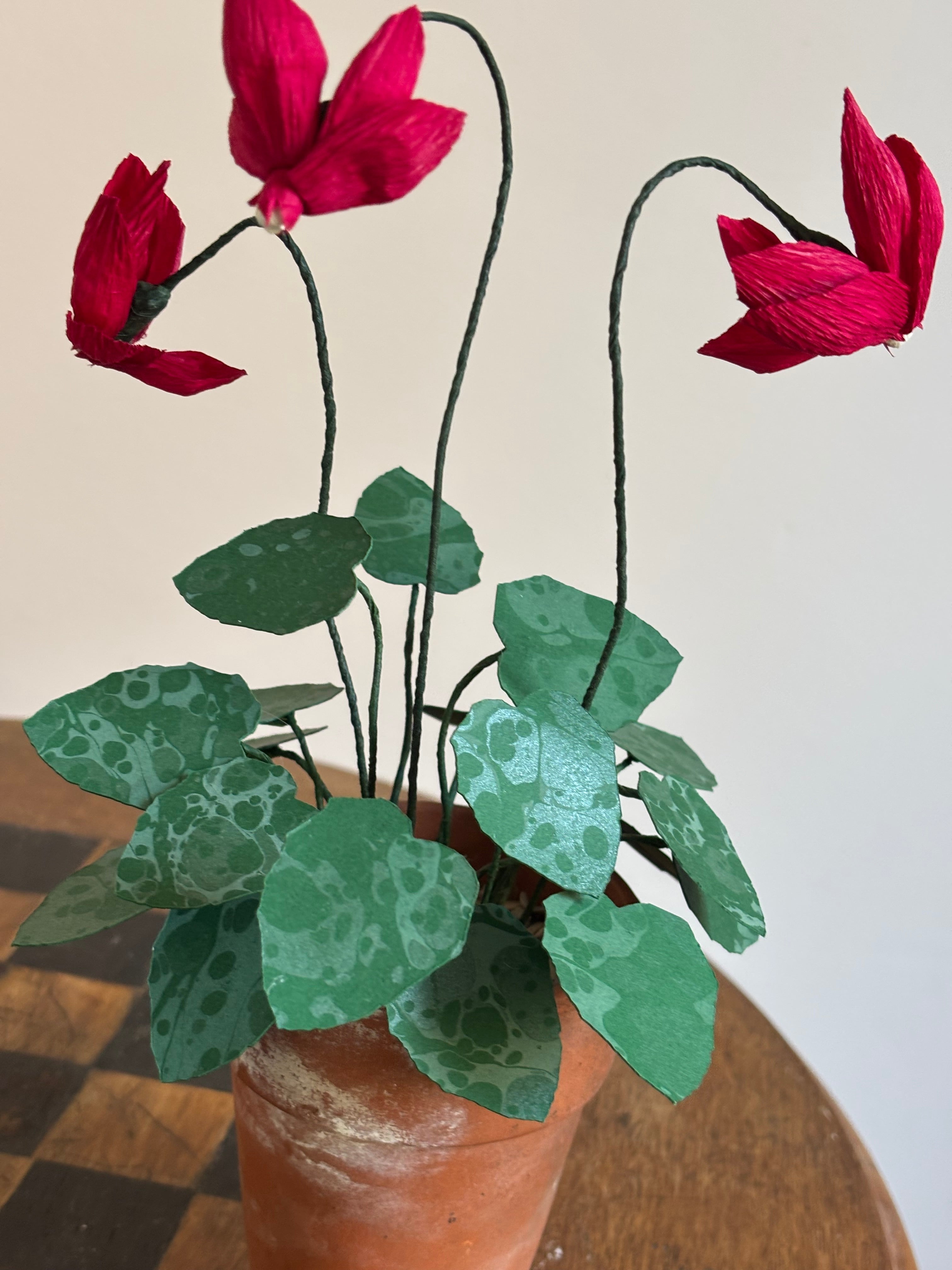 Cyclamen