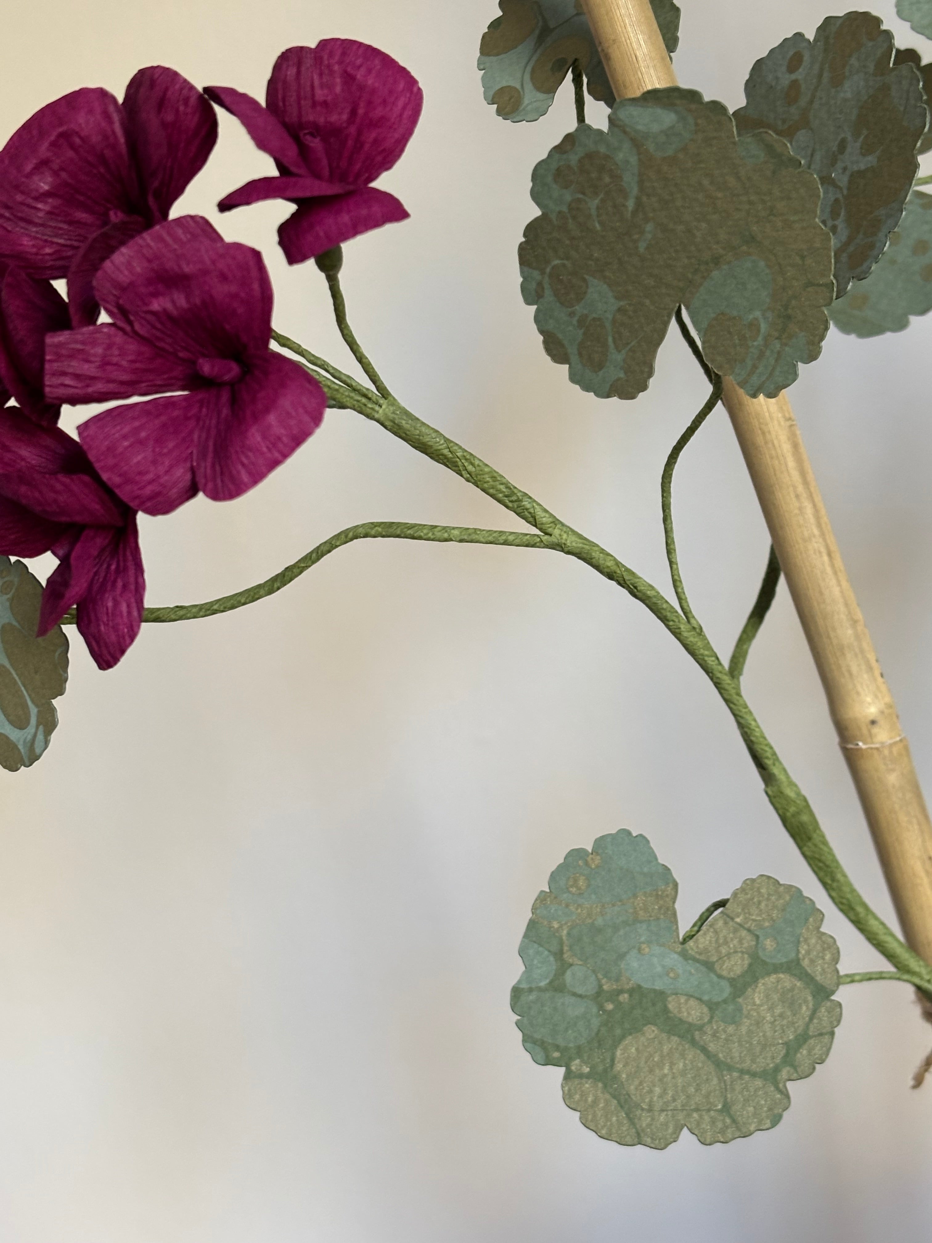 Paper Geranium
