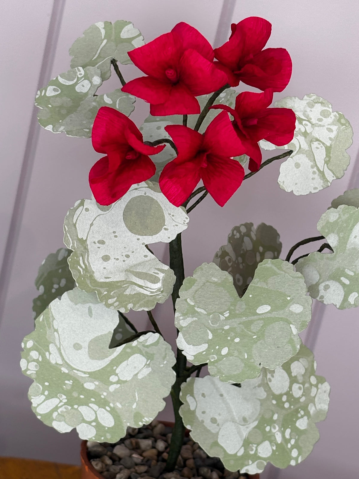 Paper geranium