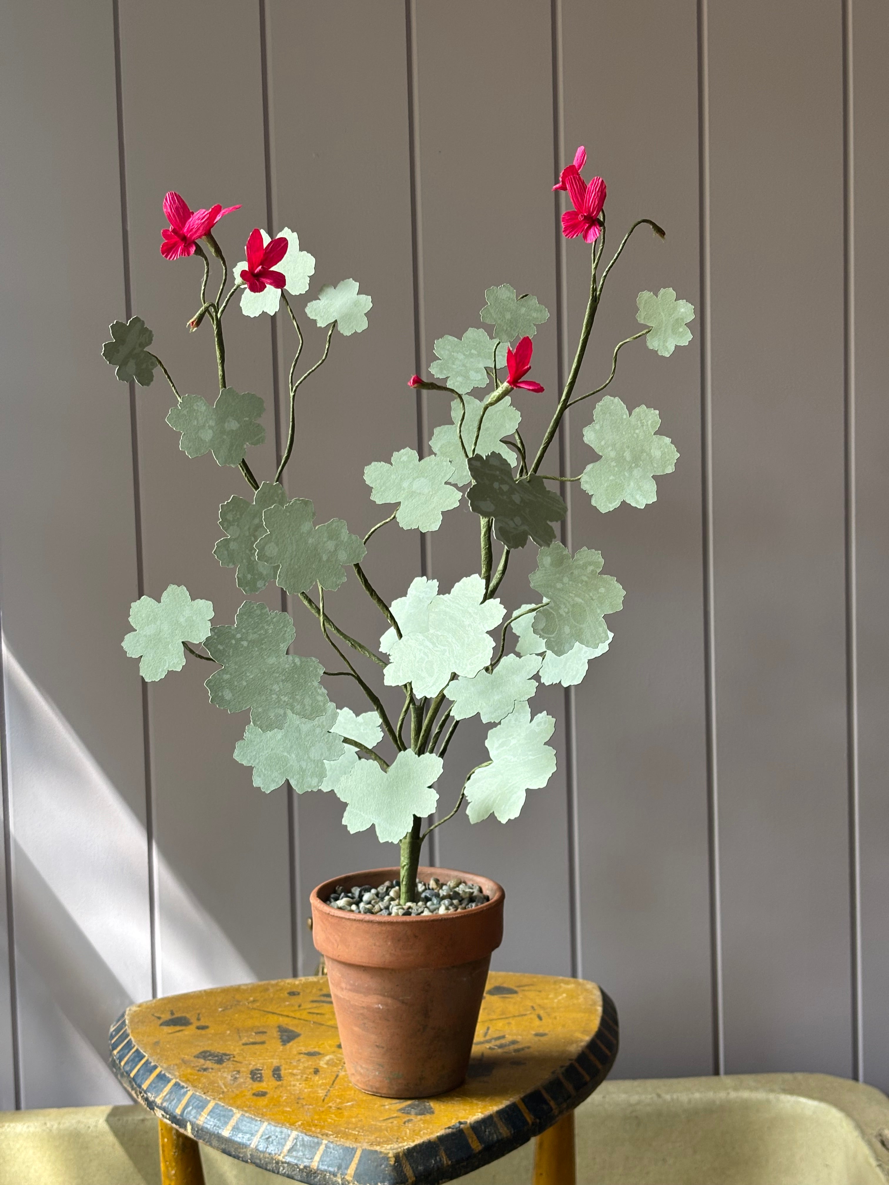 Paper geranium