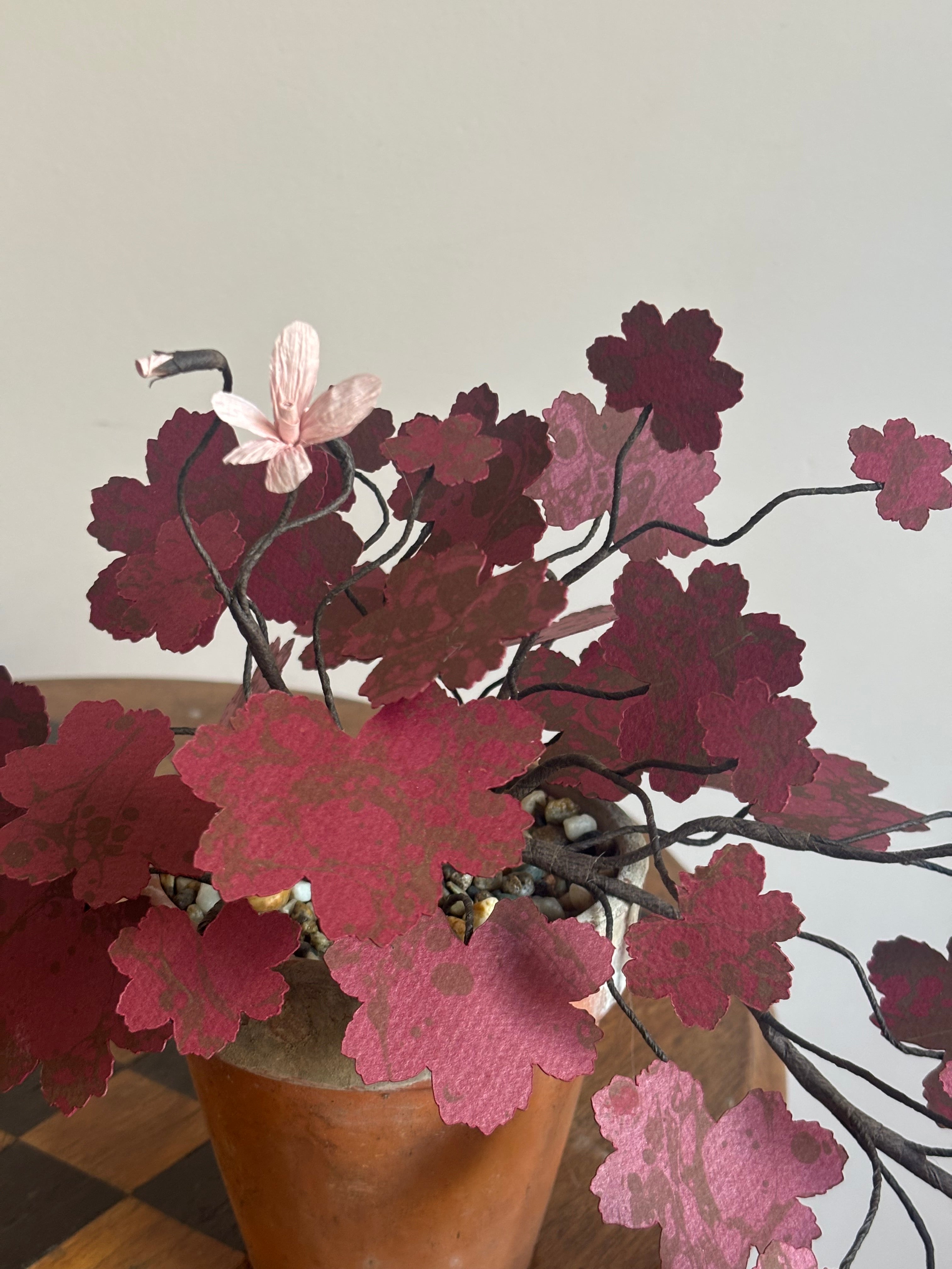 Paper Geranium, trailing