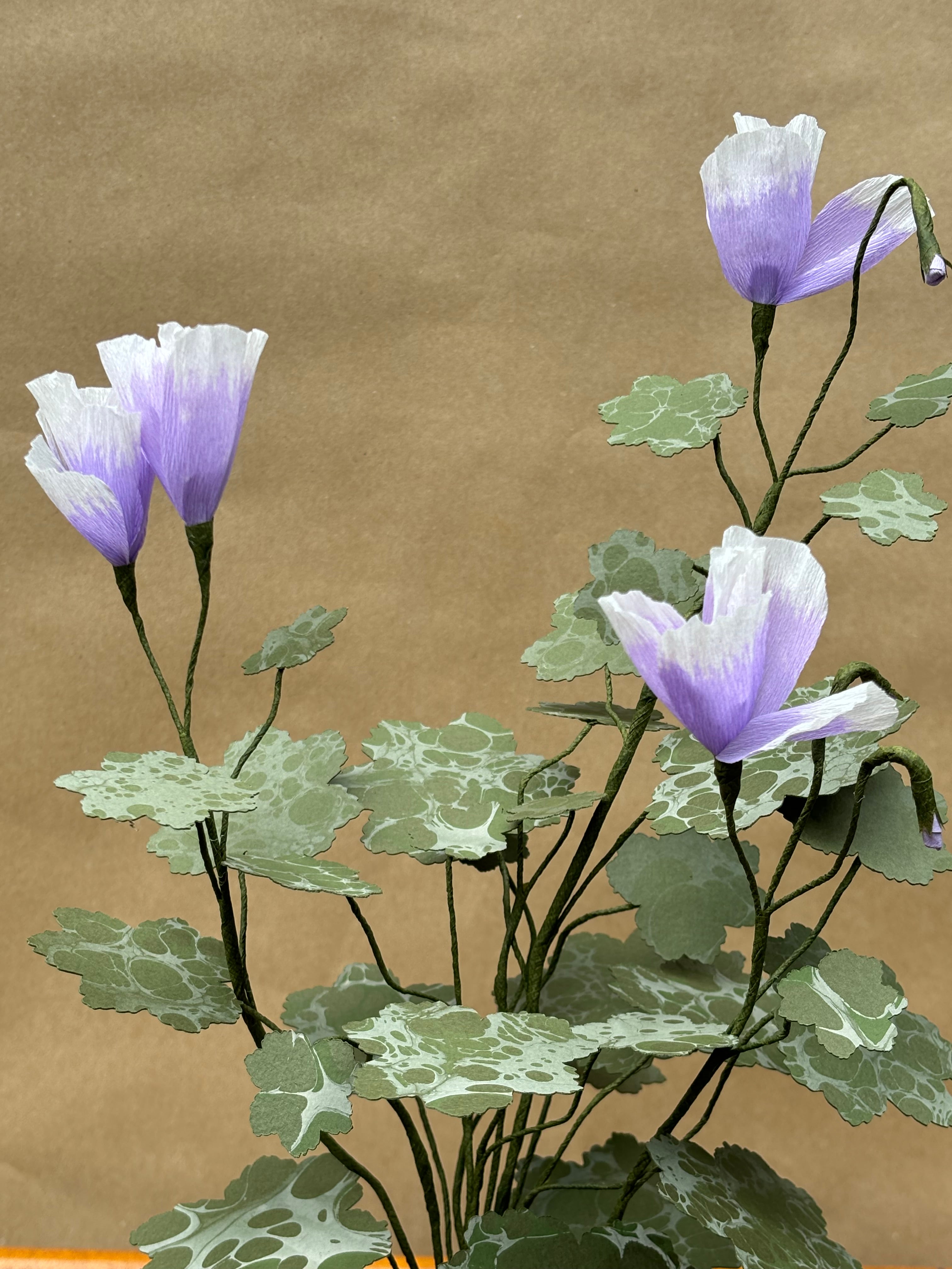 Paper Geranium