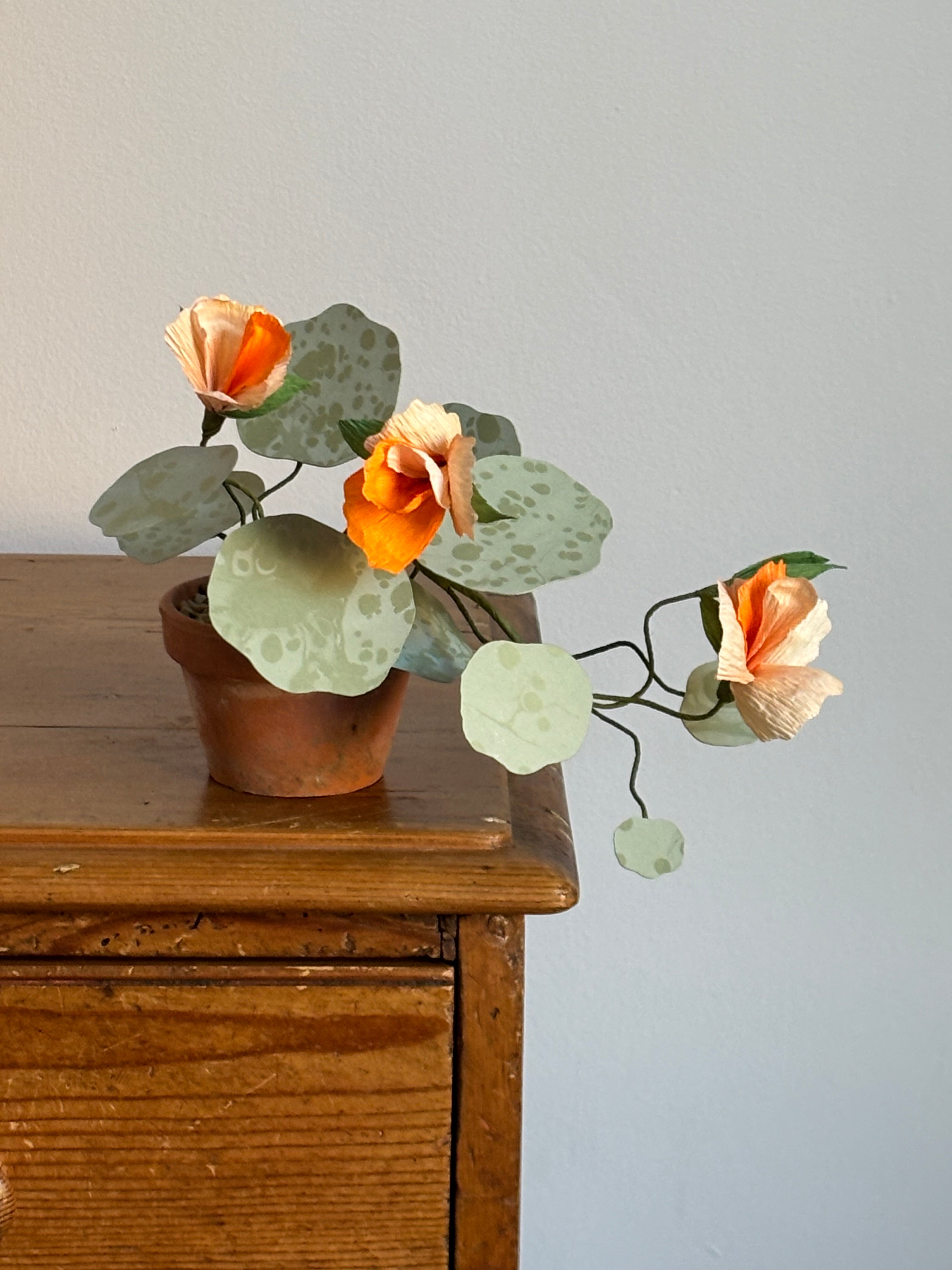 Nasturtium, trailing mini