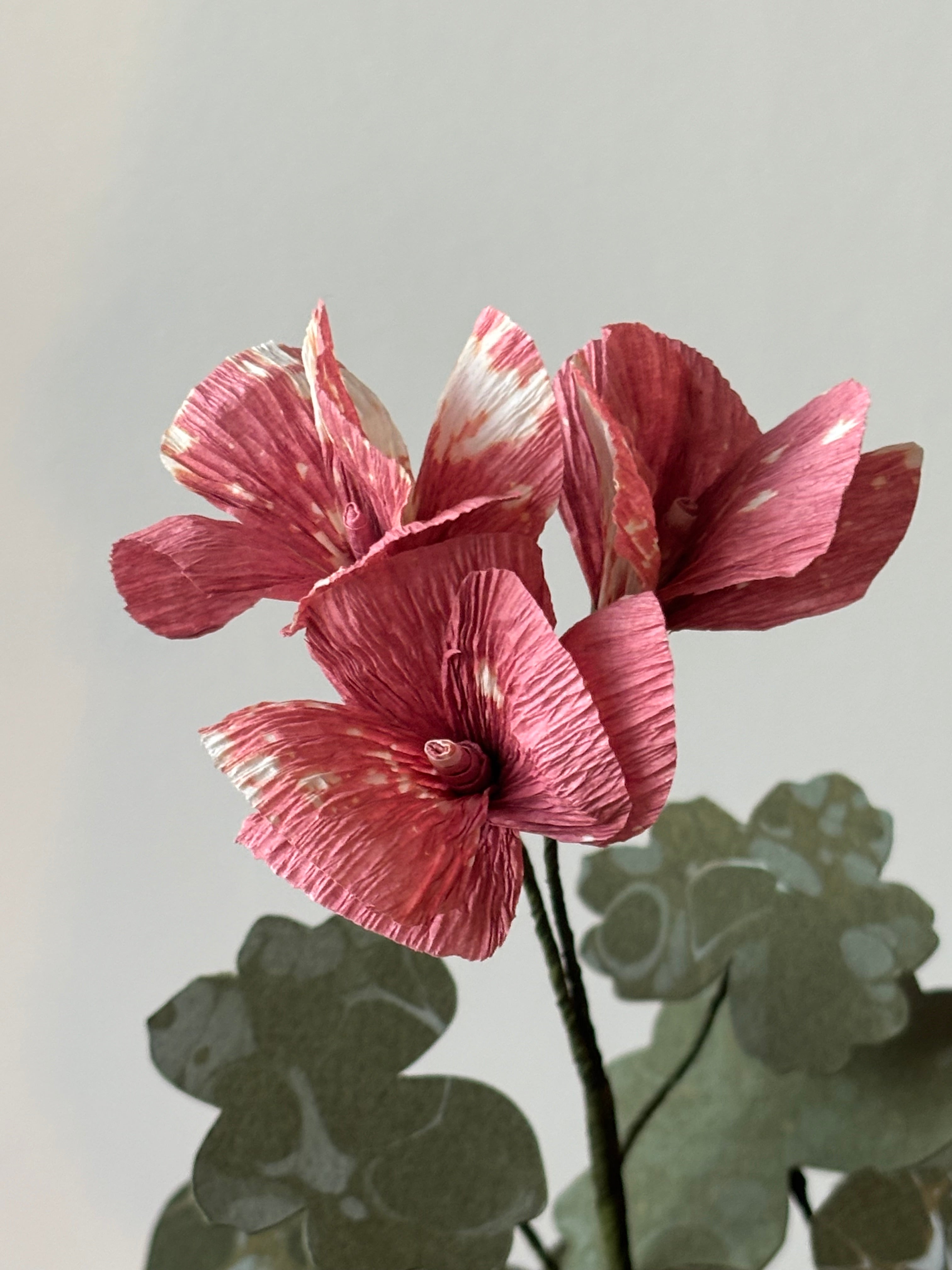 Paper Geranium