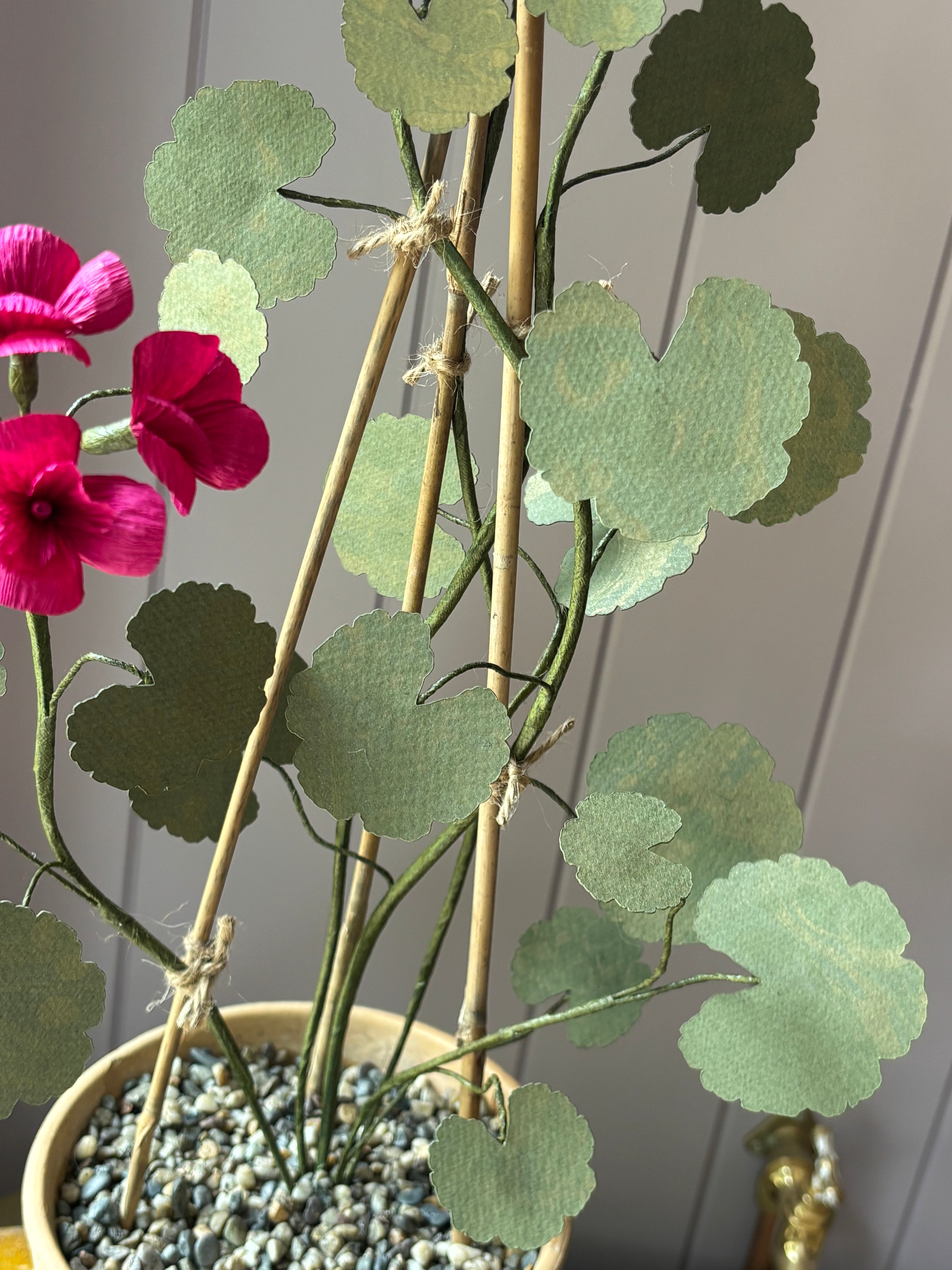 Paper geranium