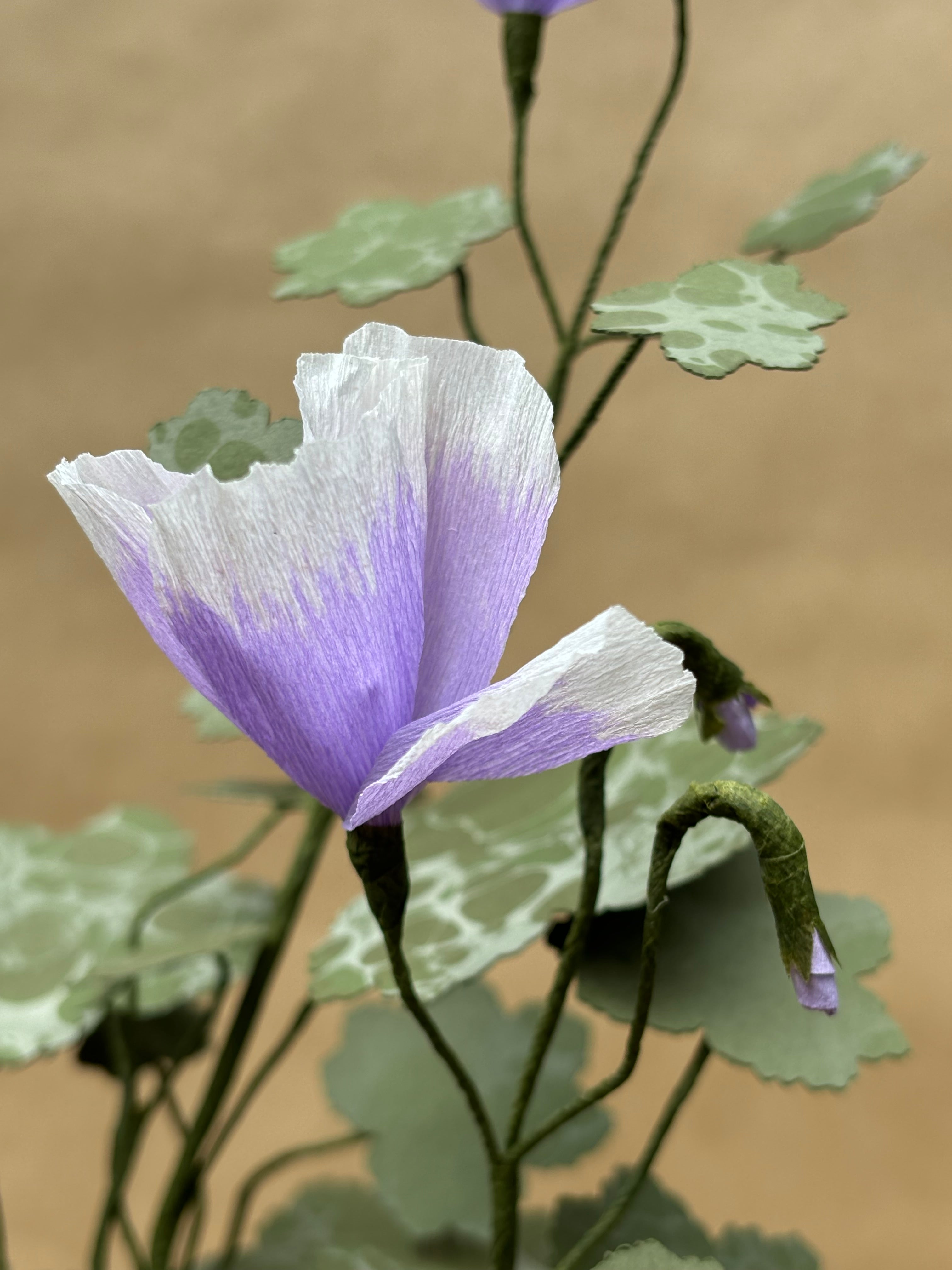 Paper Geranium