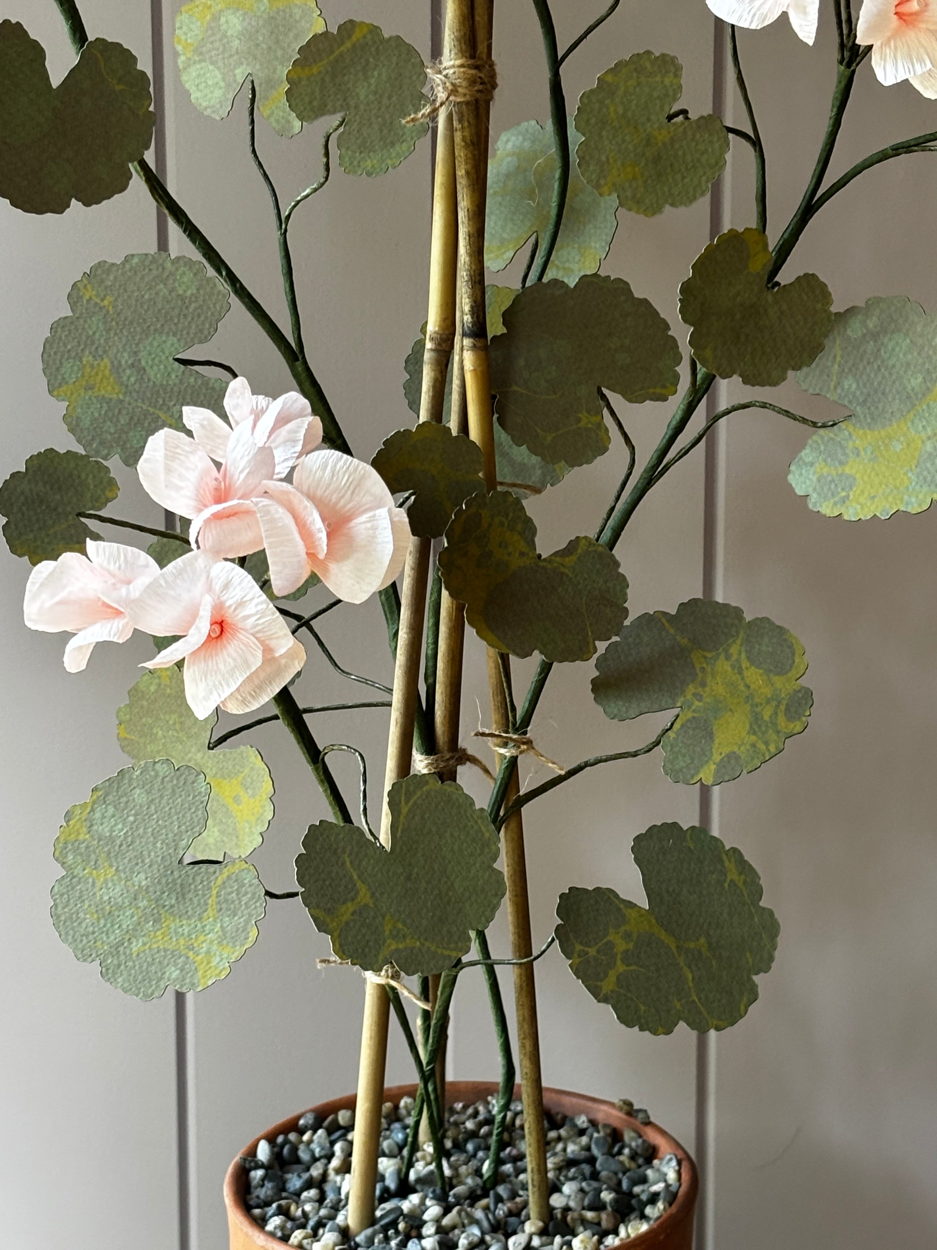 Paper geranium