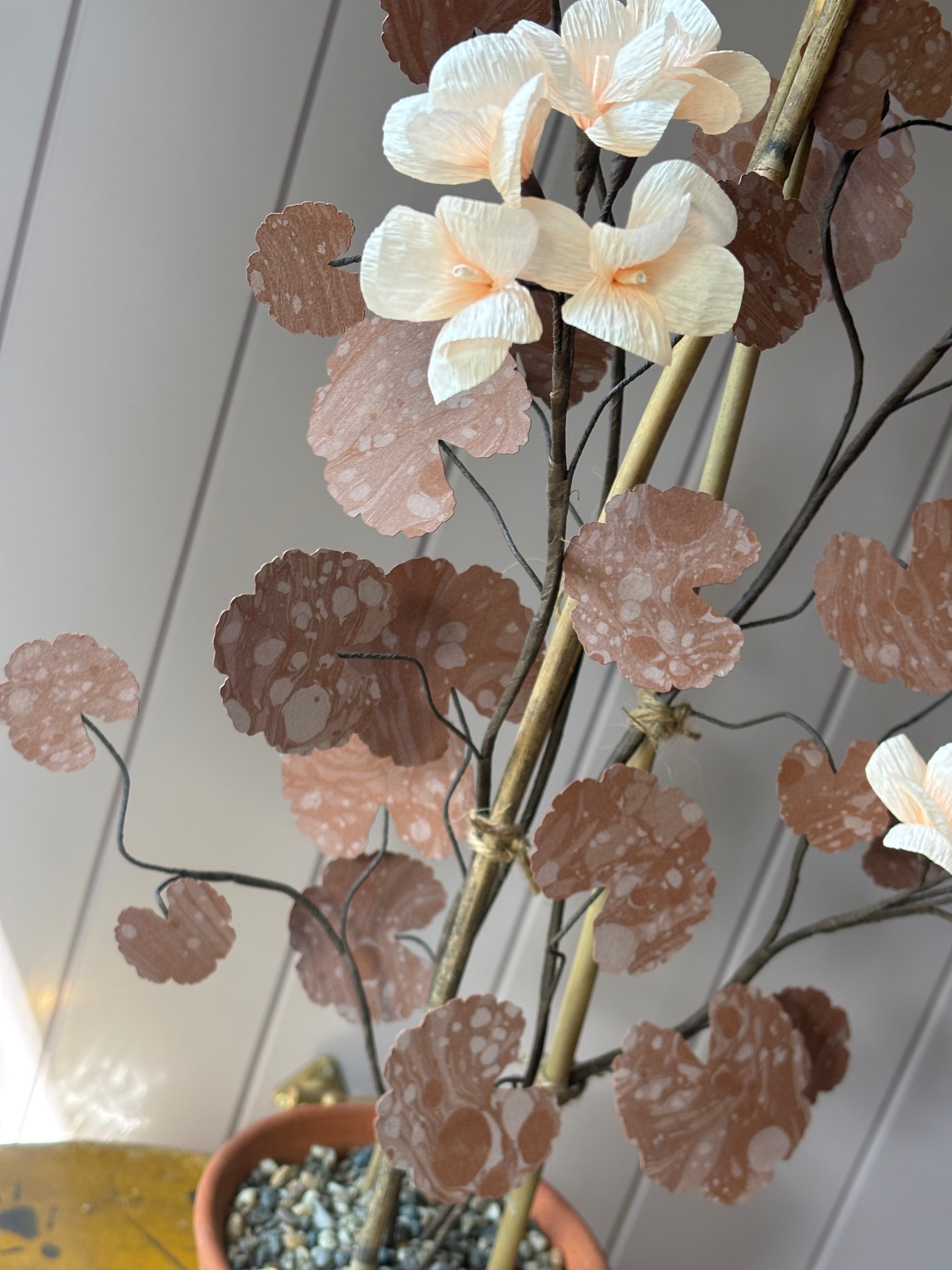 Paper geranium