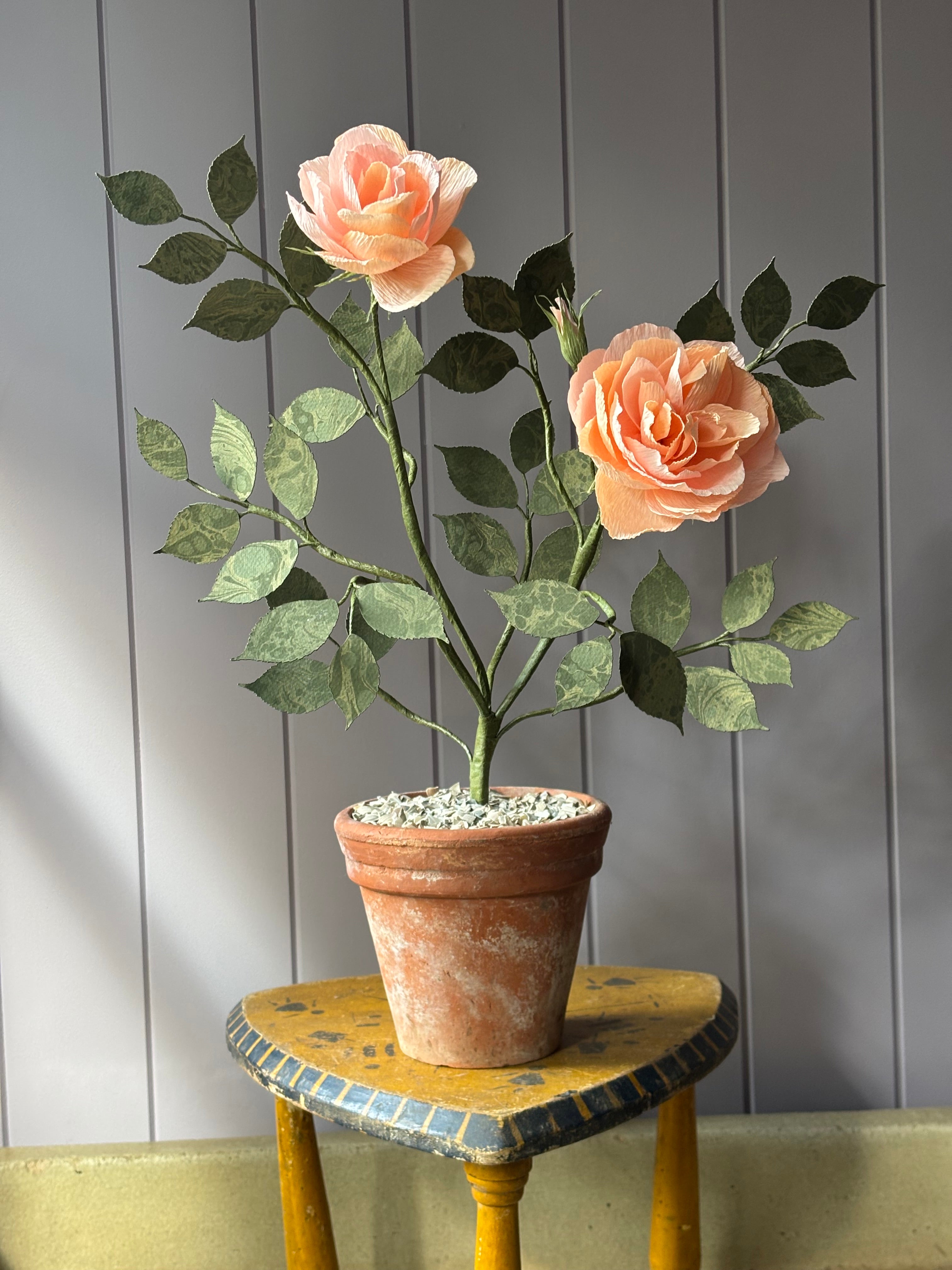 Paper Shrub Rose