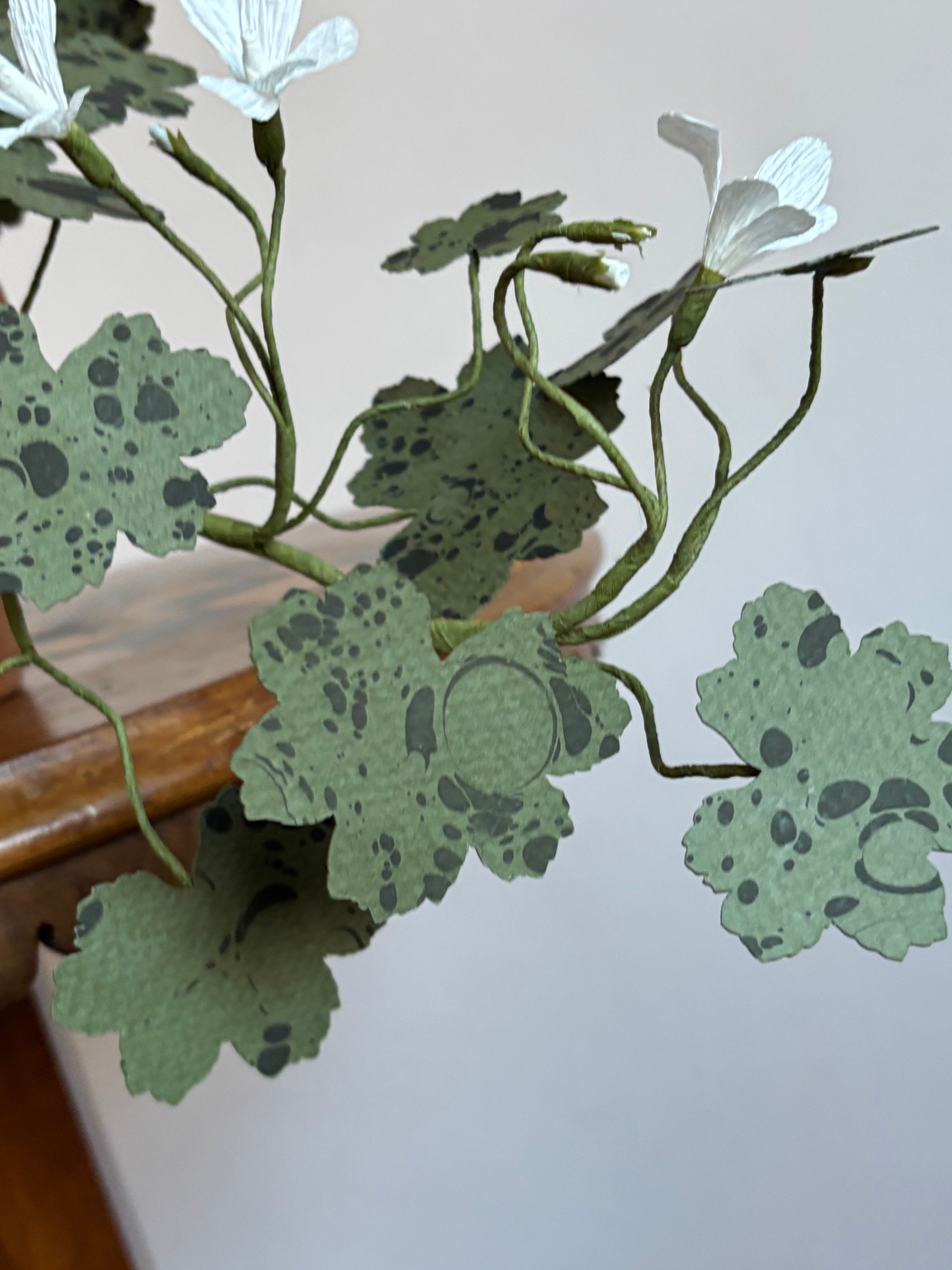 Paper Geranium, trailing