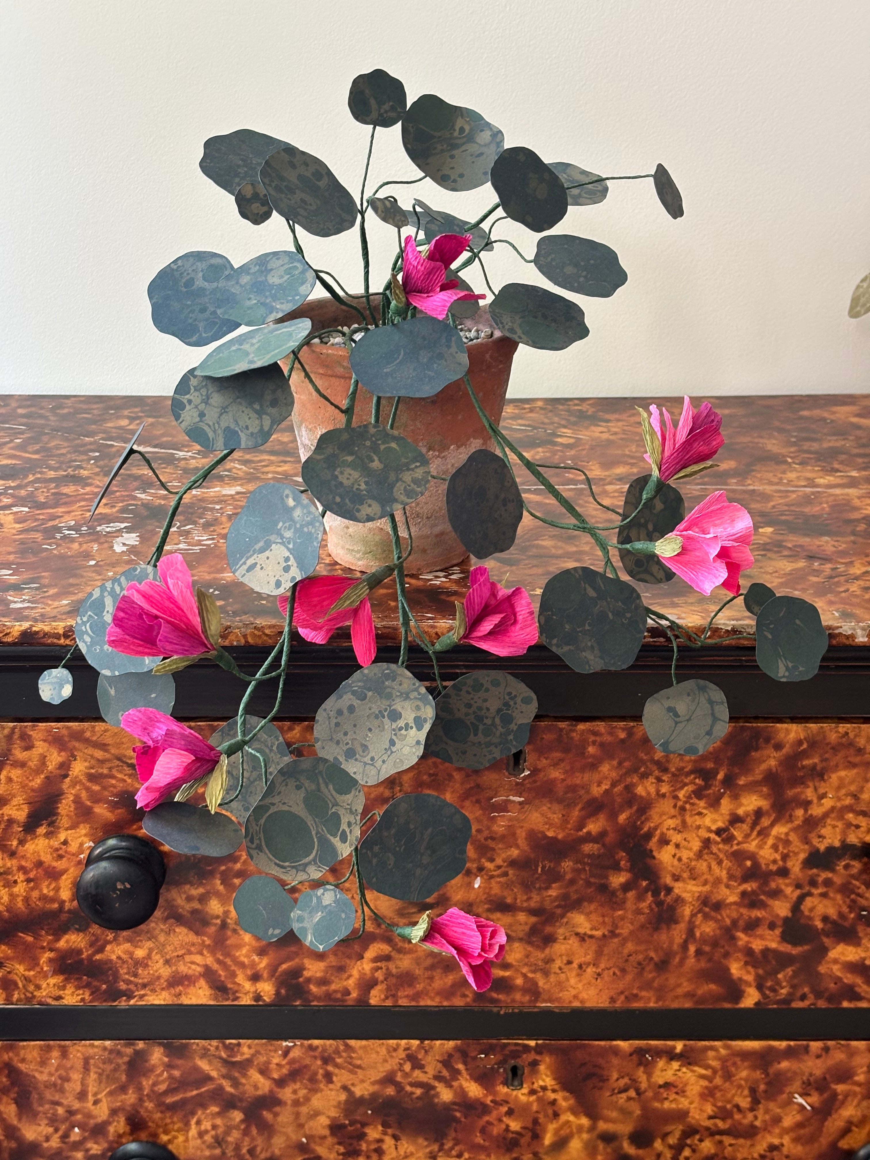 Paper nasturtium, trailing