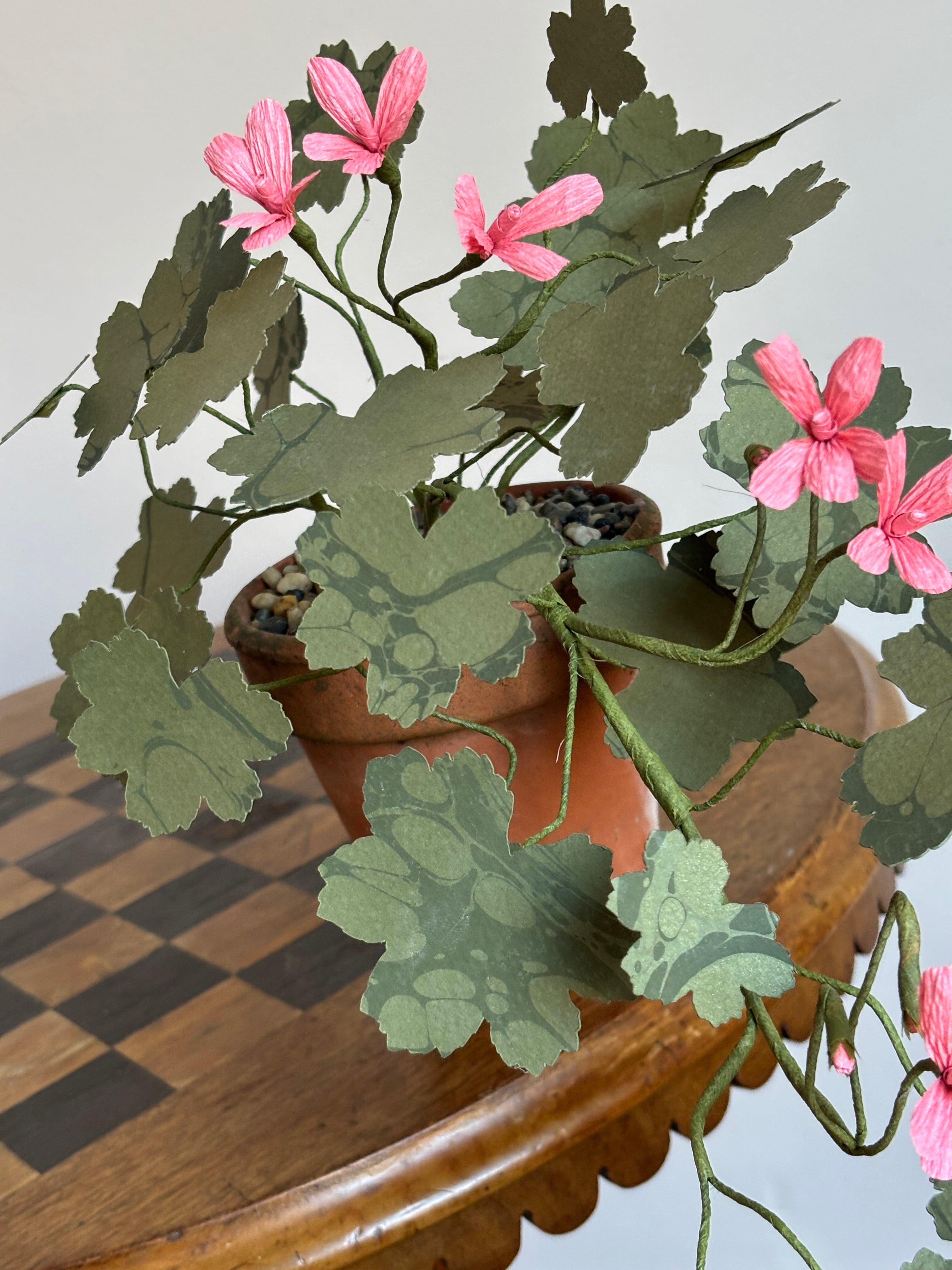 Paper Geranium, trailing