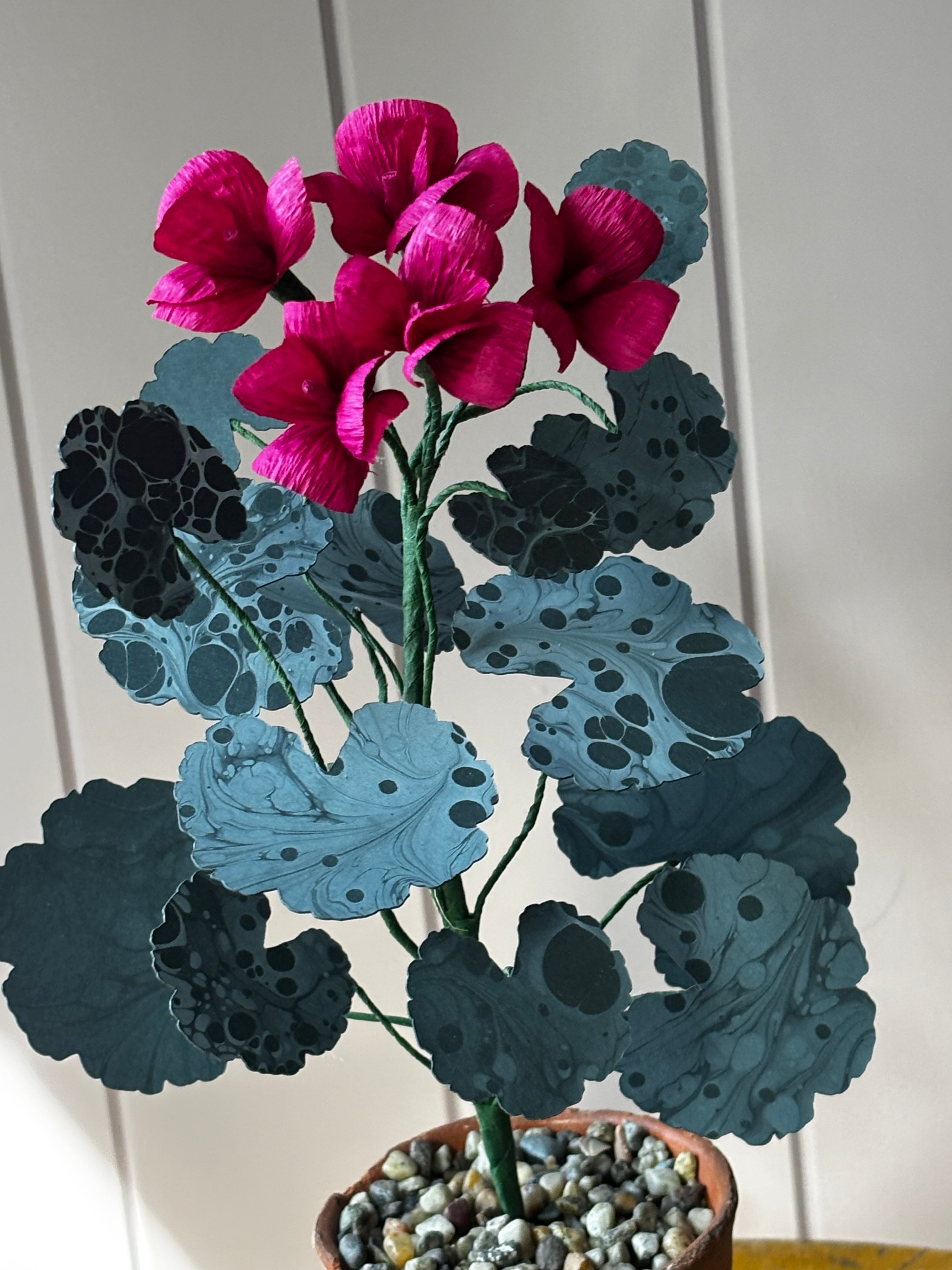 Paper geranium