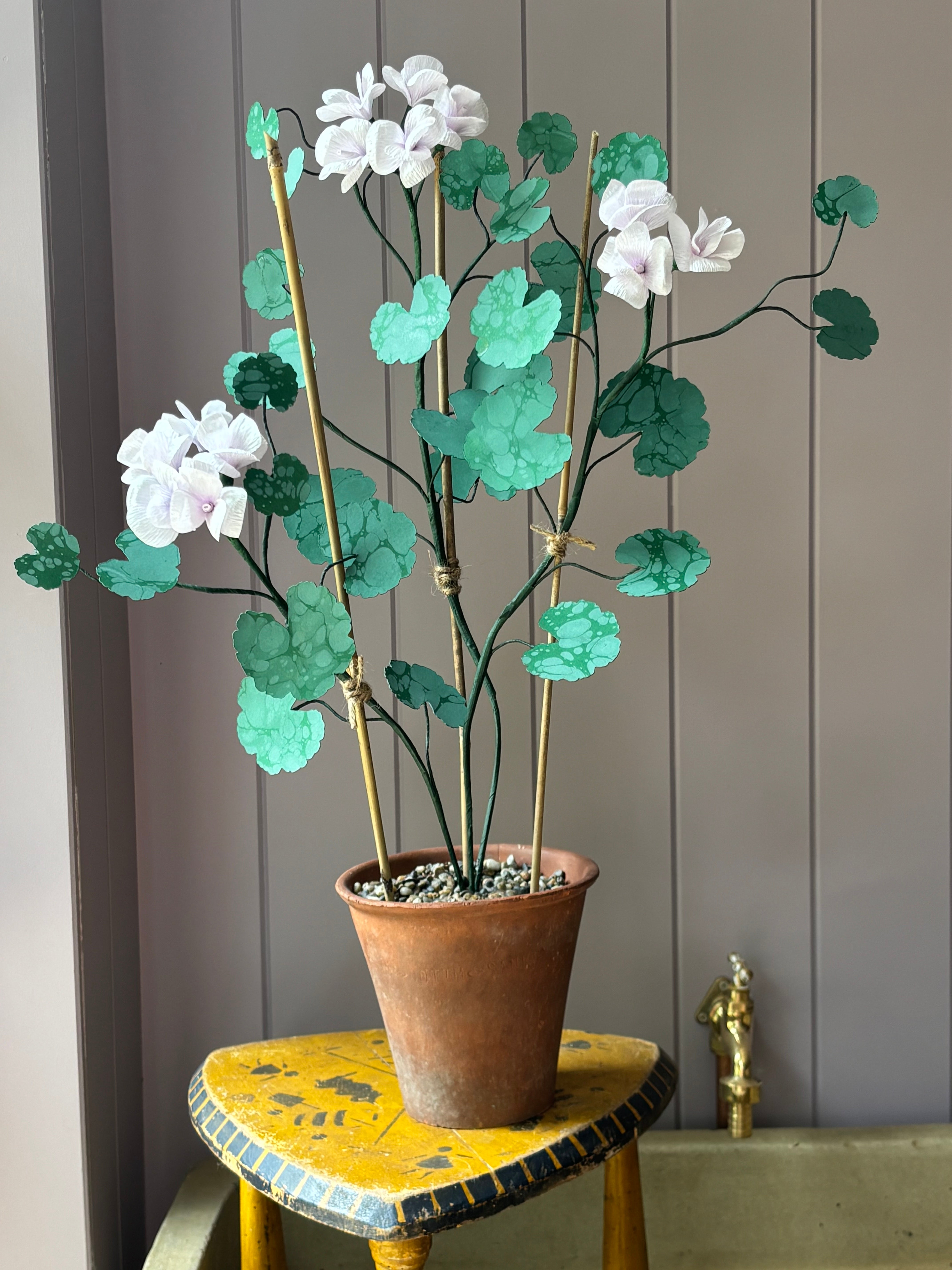 Paper geranium