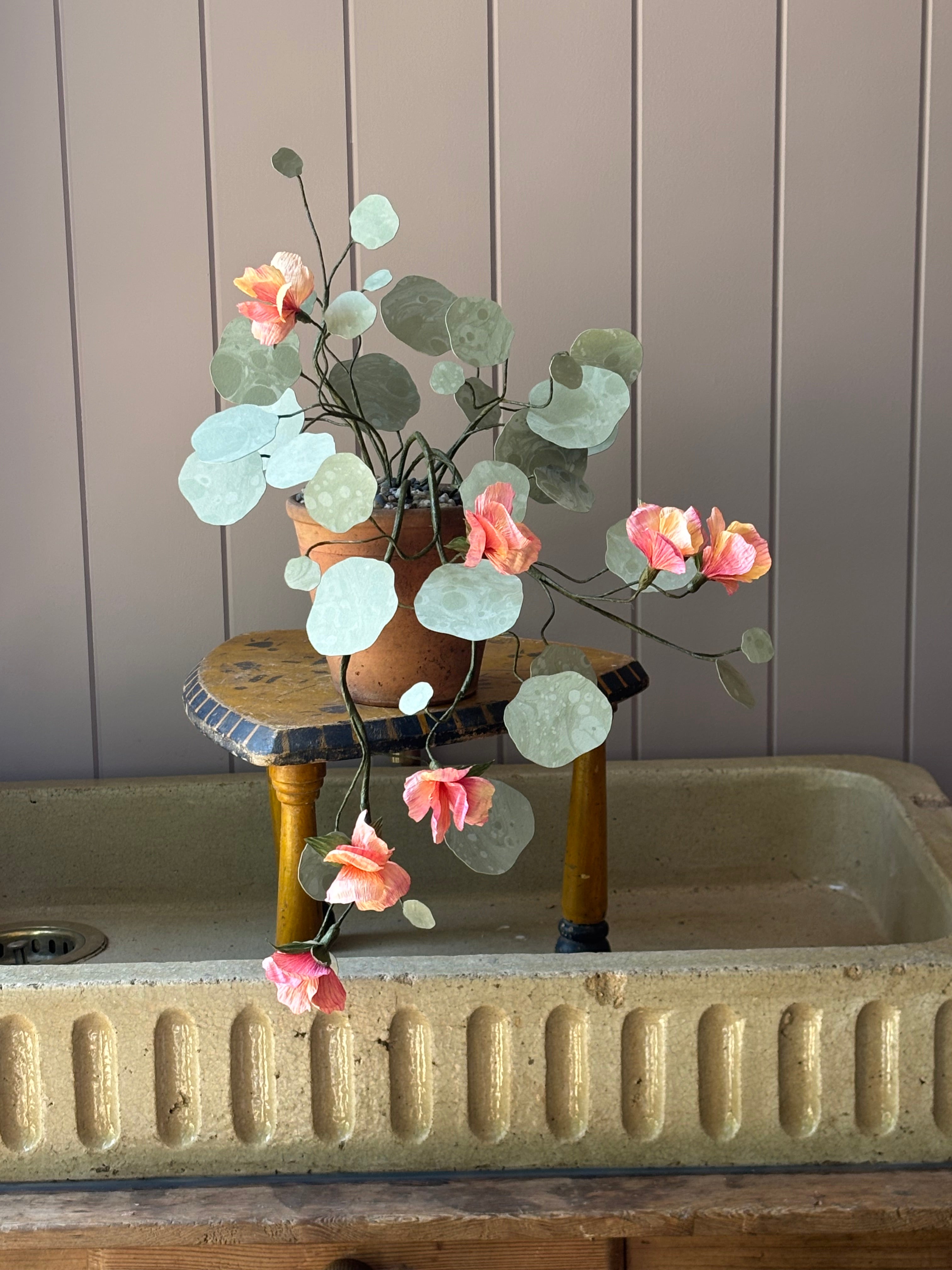 Paper Nasturtium, trailing