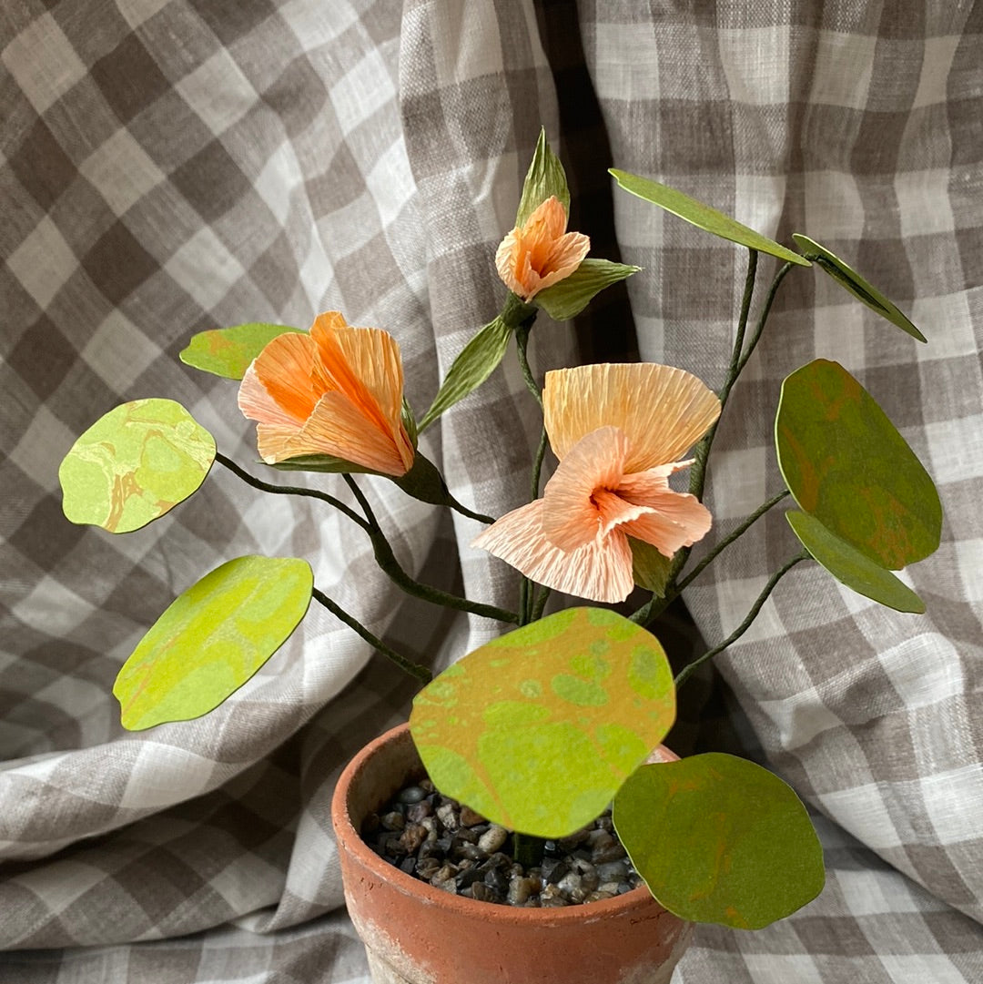 Paper Nasturtium