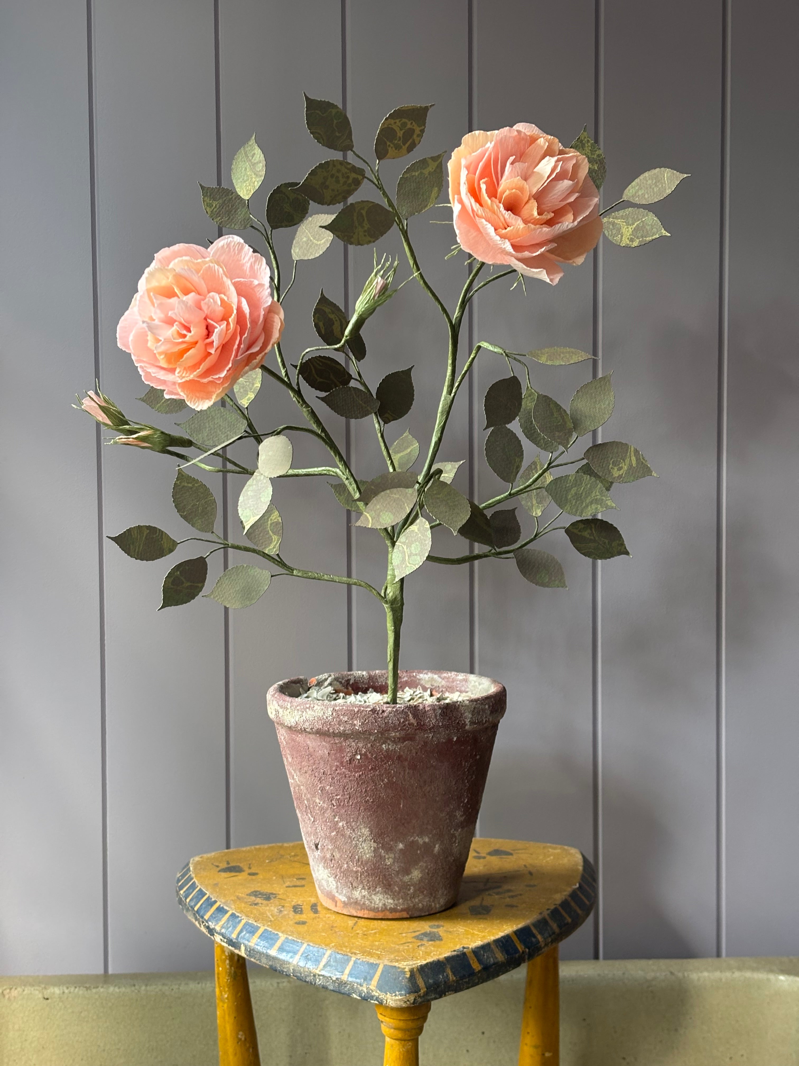 Paper Shrub Rose