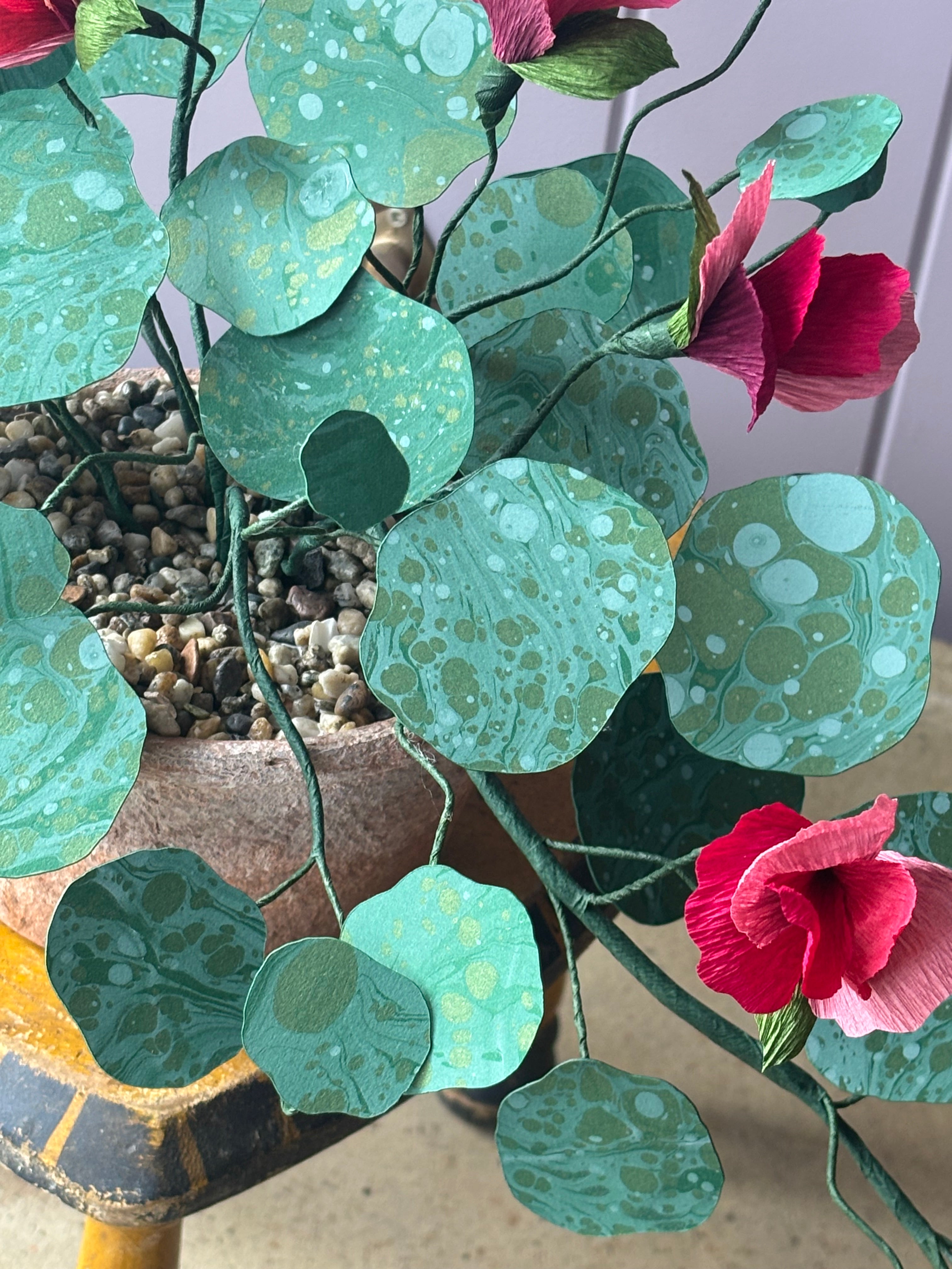 Nasturtium, trailing