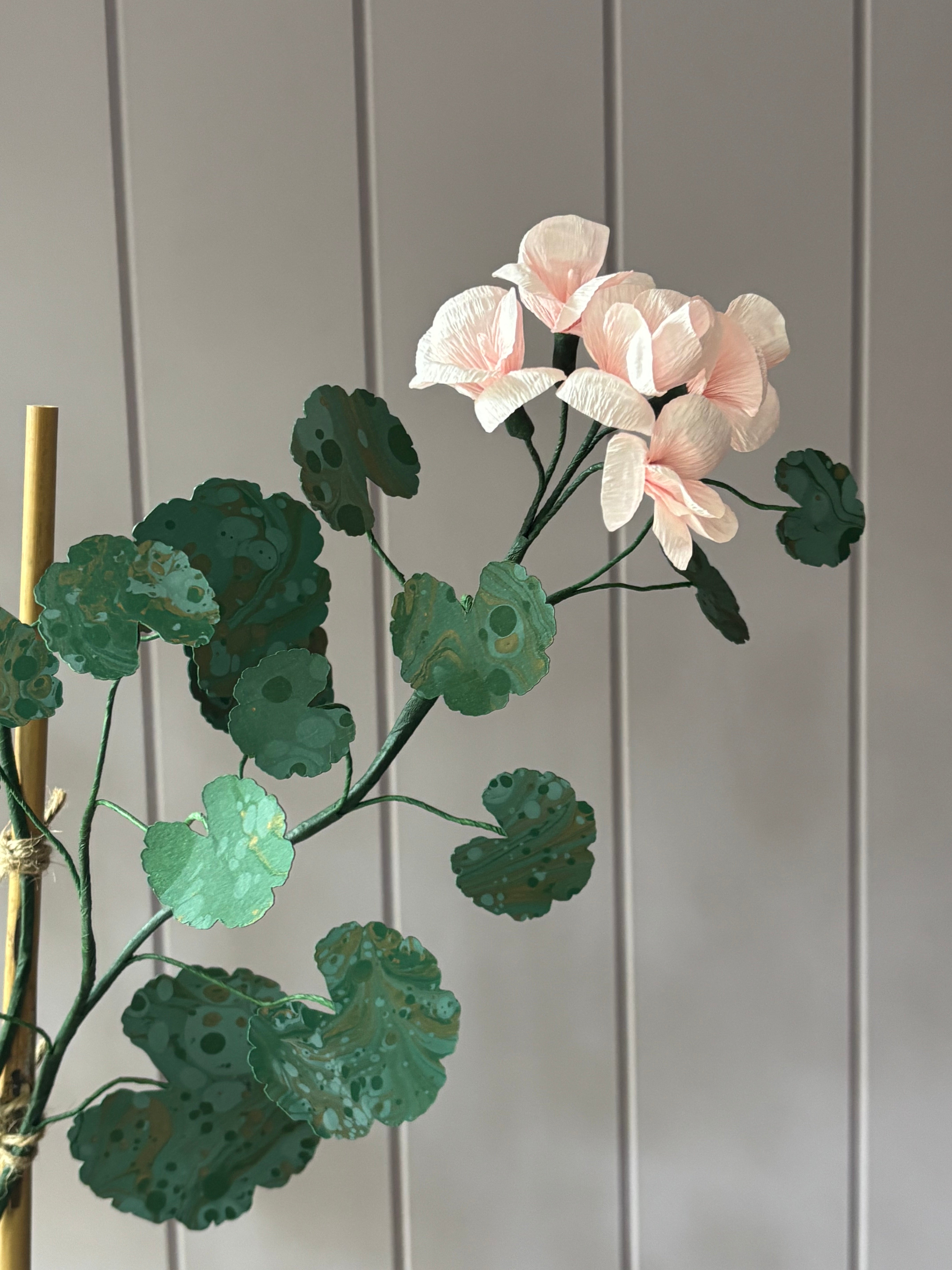 Paper geranium