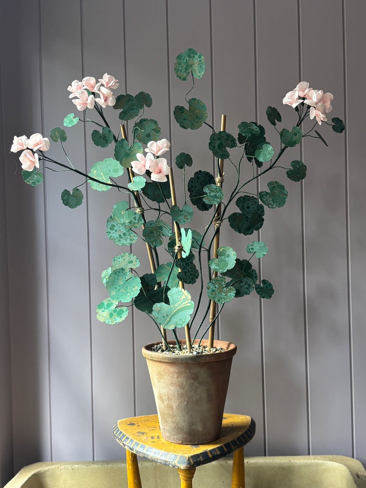 Paper geranium