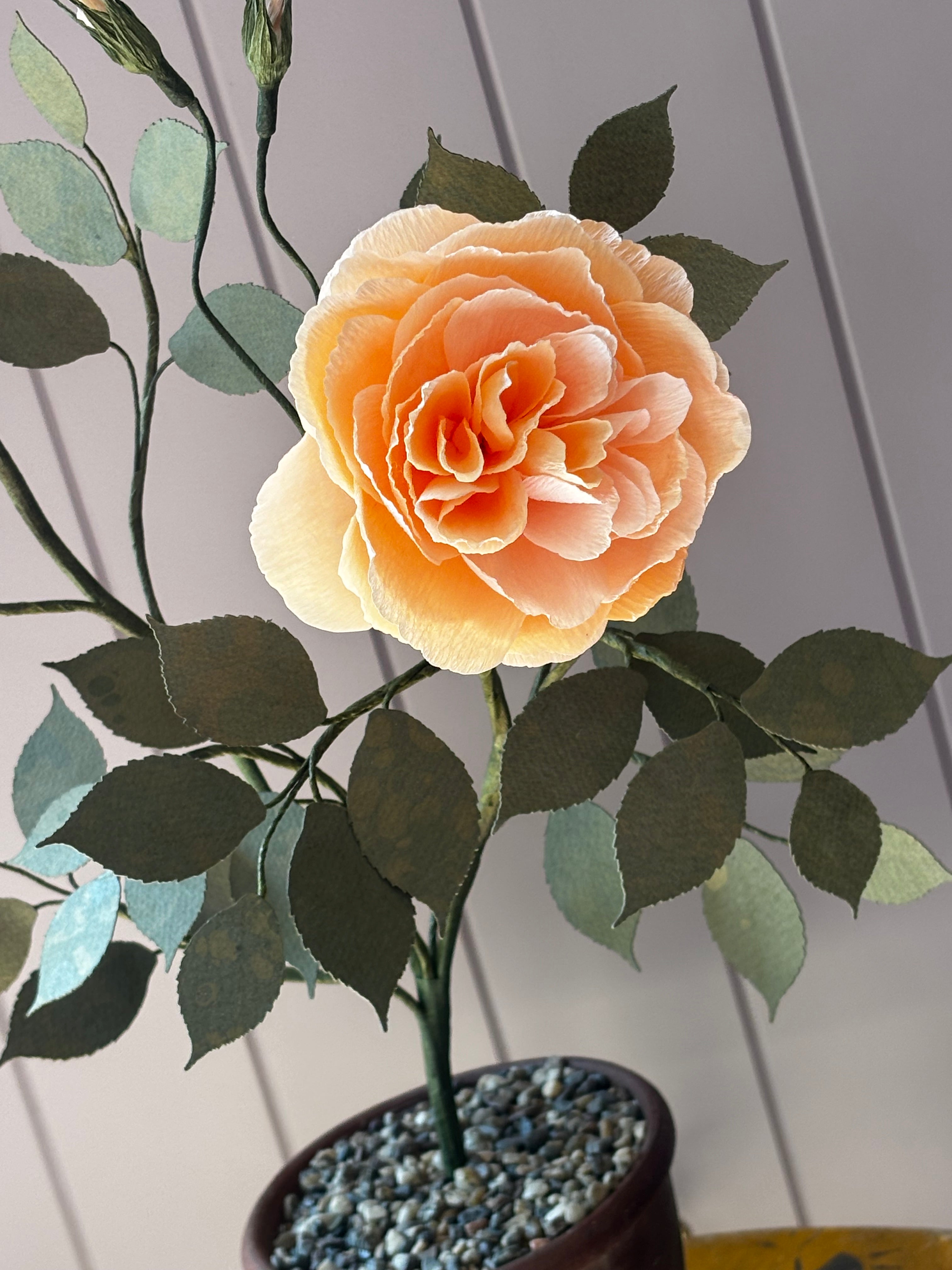Paper Shrub Rose
