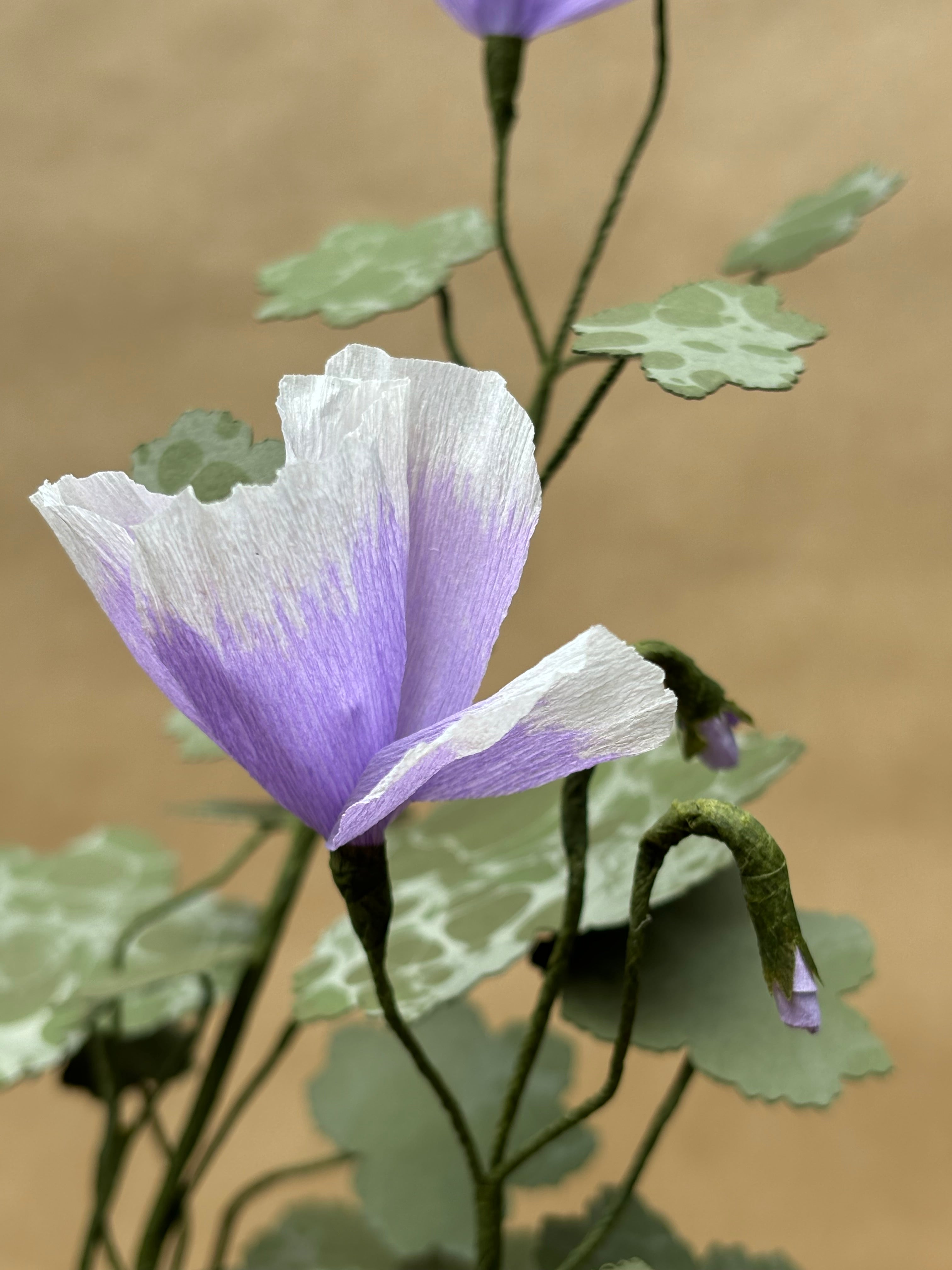 Paper Geranium