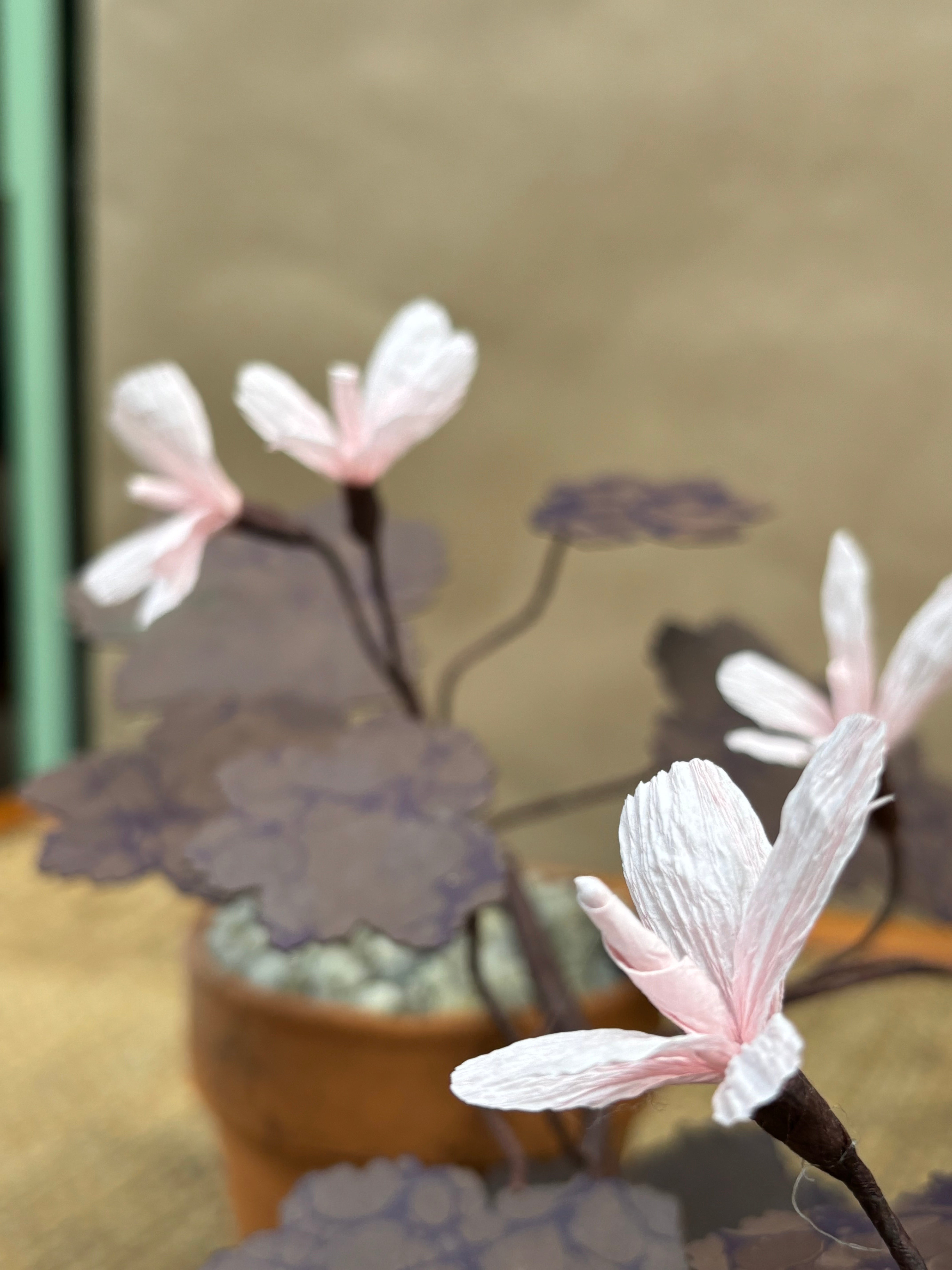 Paper Geranium, trailing