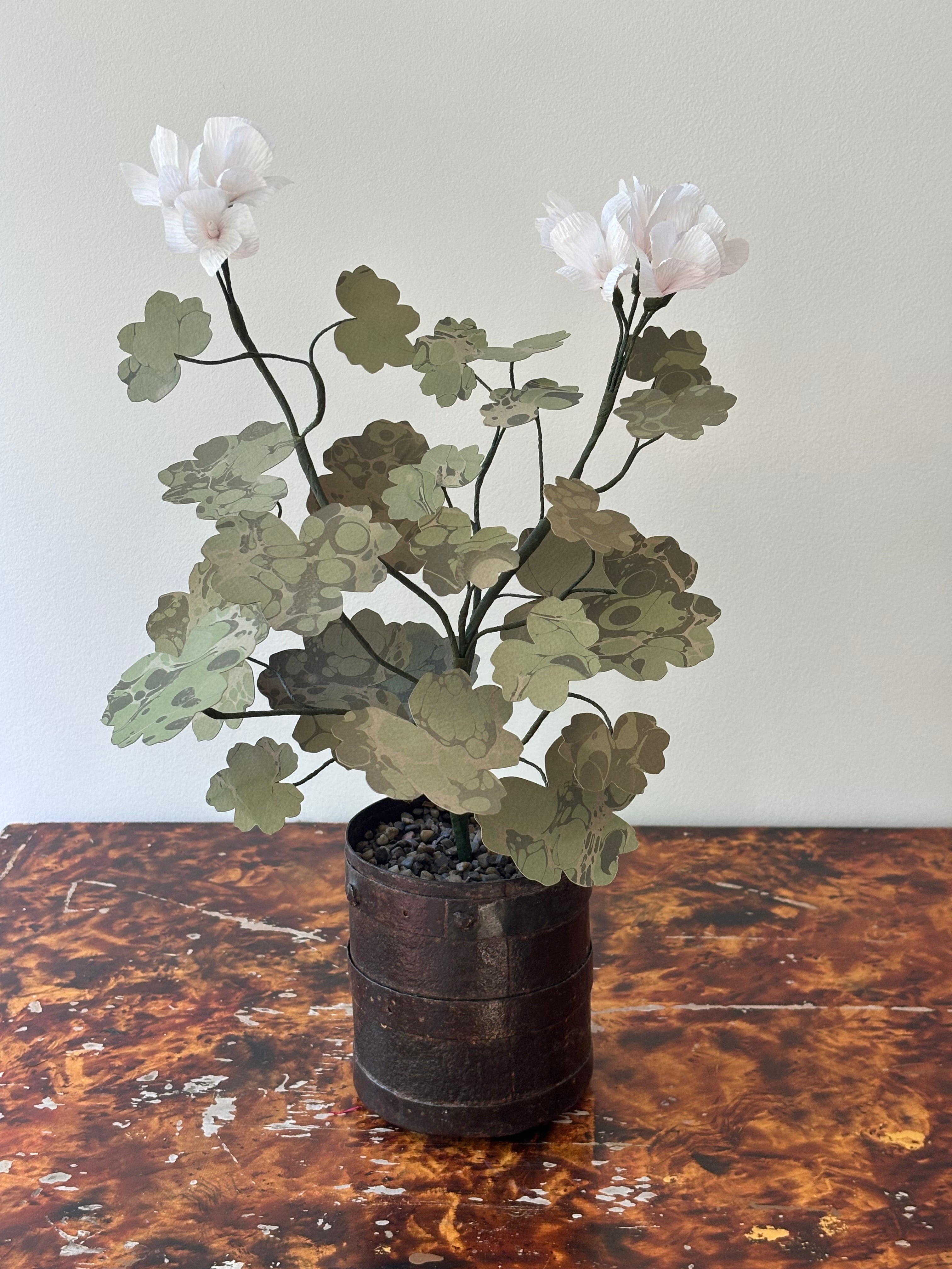 Paper Geranium