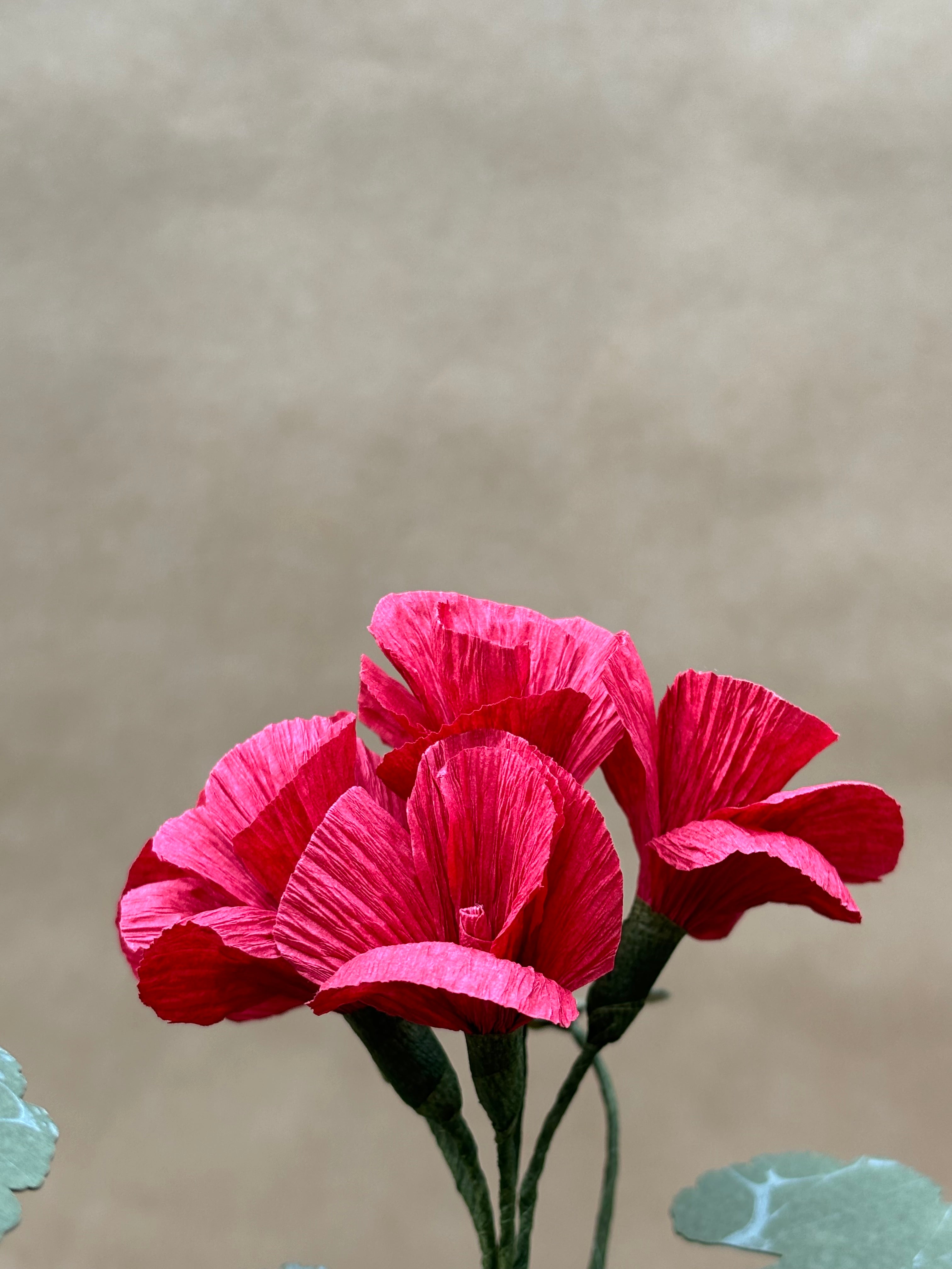 Paper Geranium