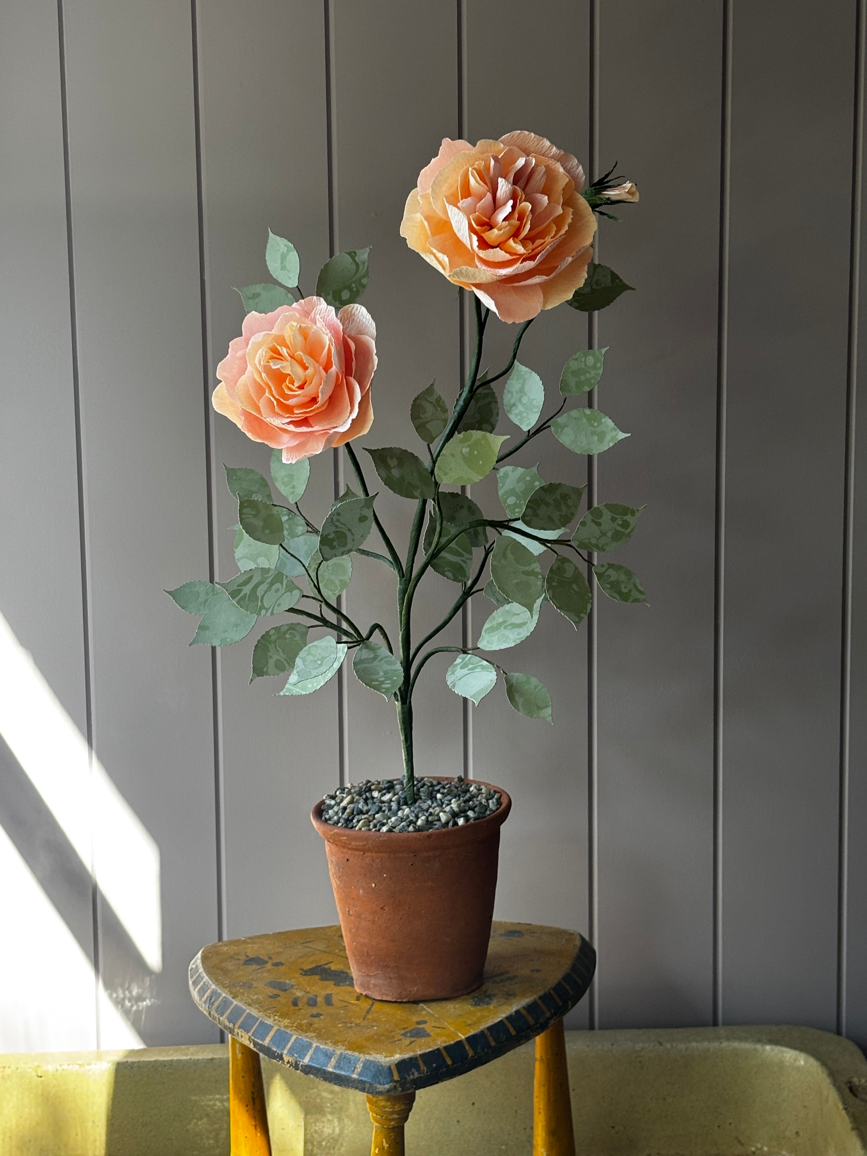 Paper Shrub Rose