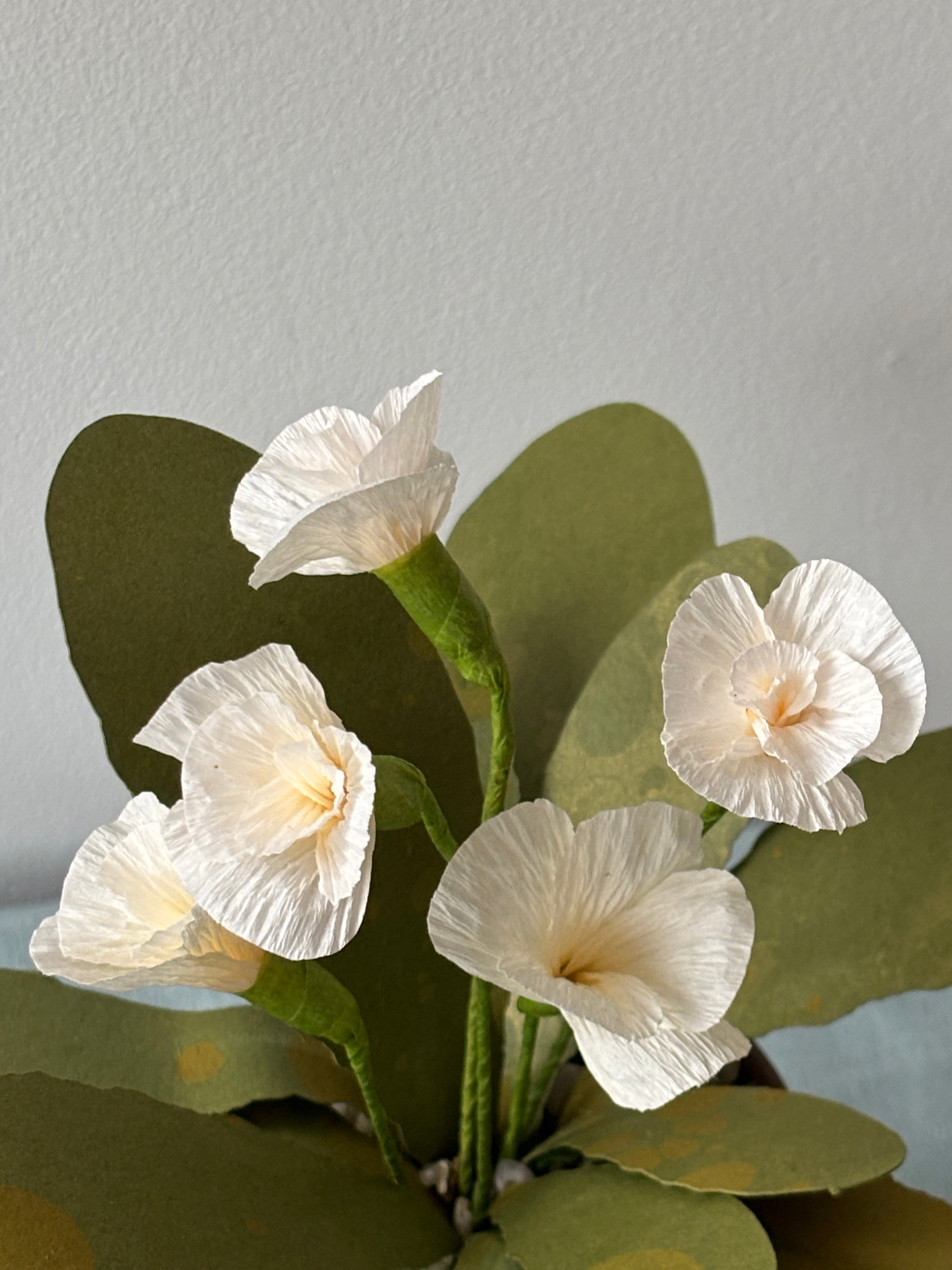 Paper primrose