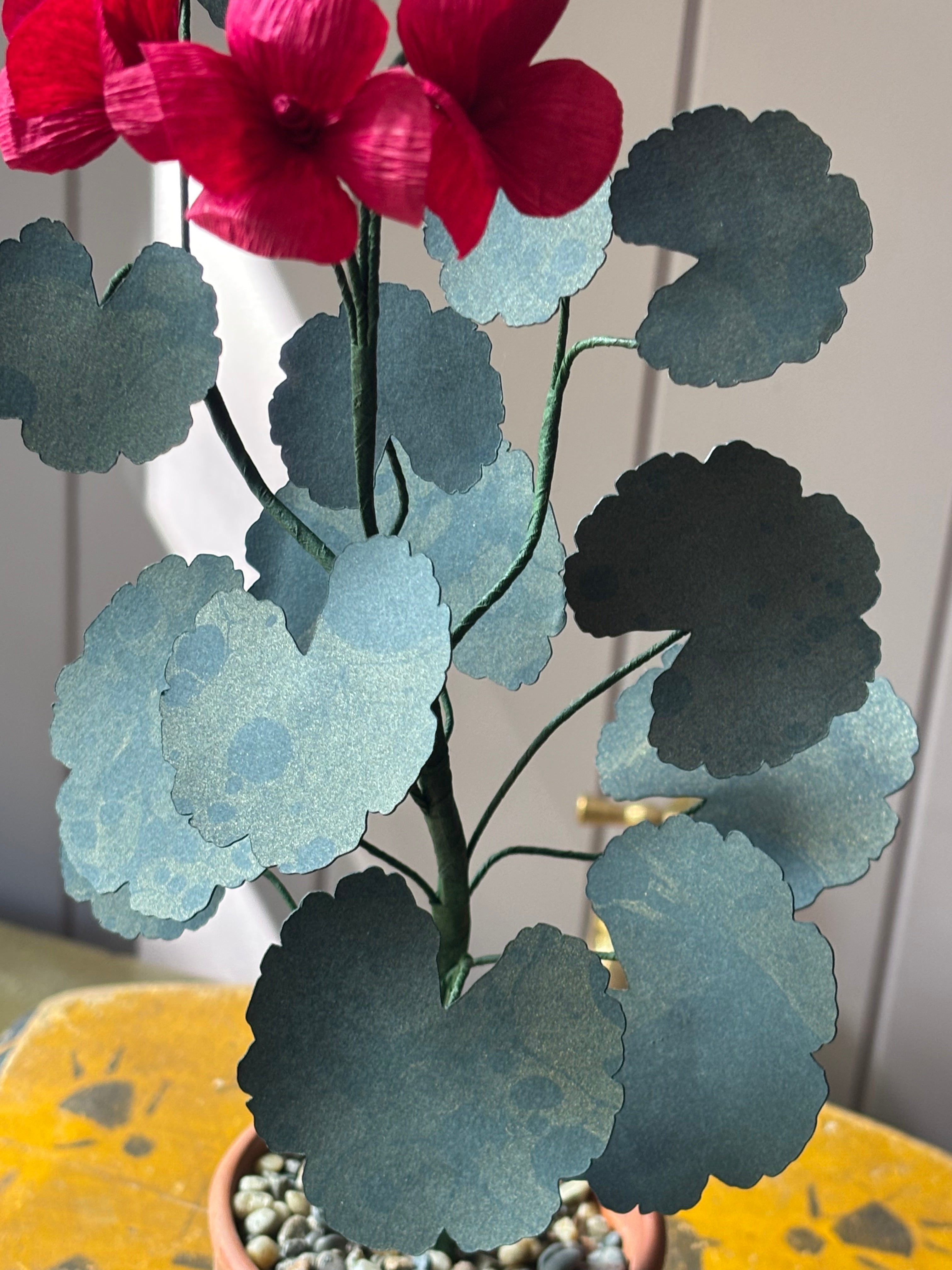 Paper geranium