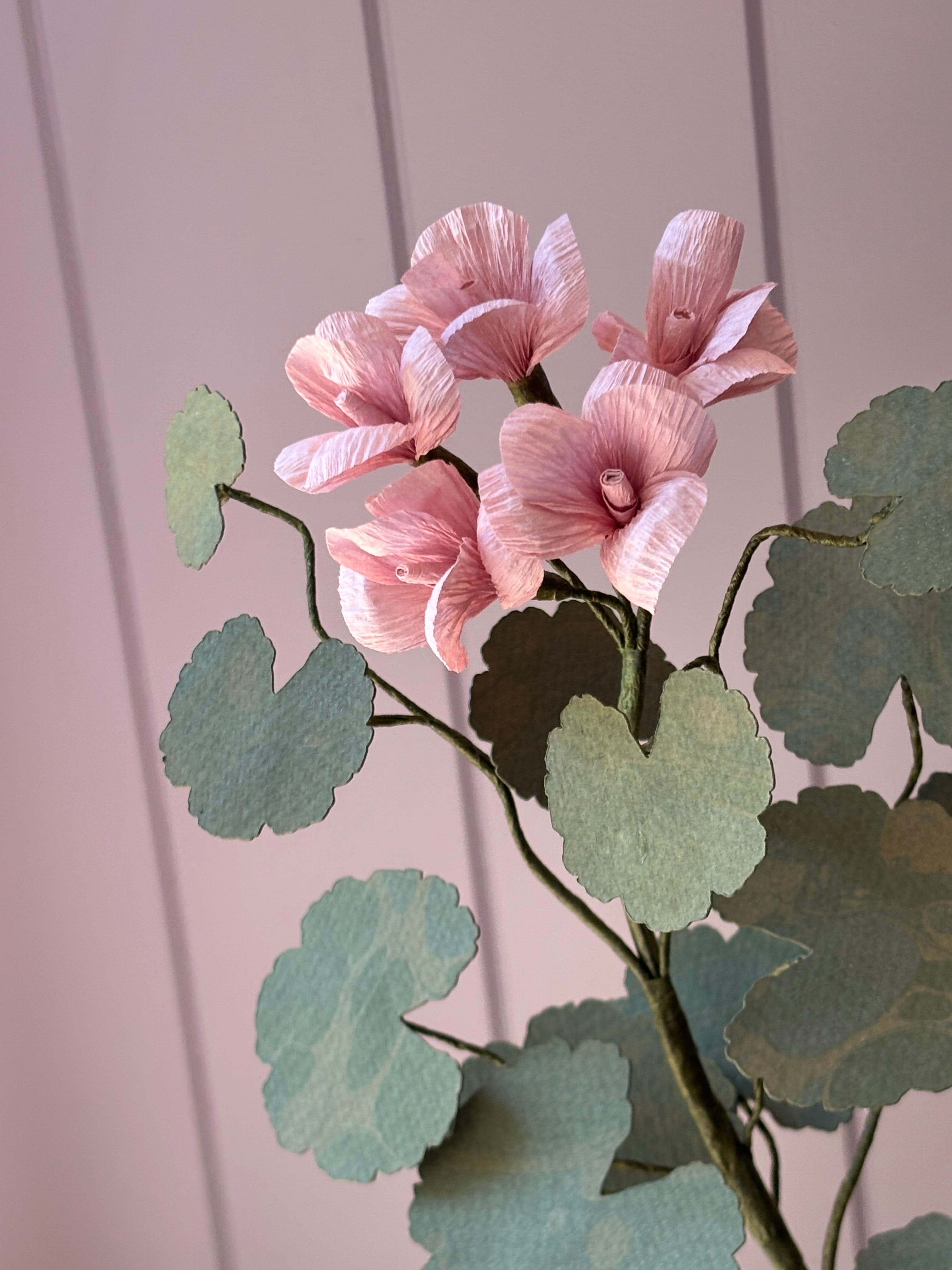 Paper geranium