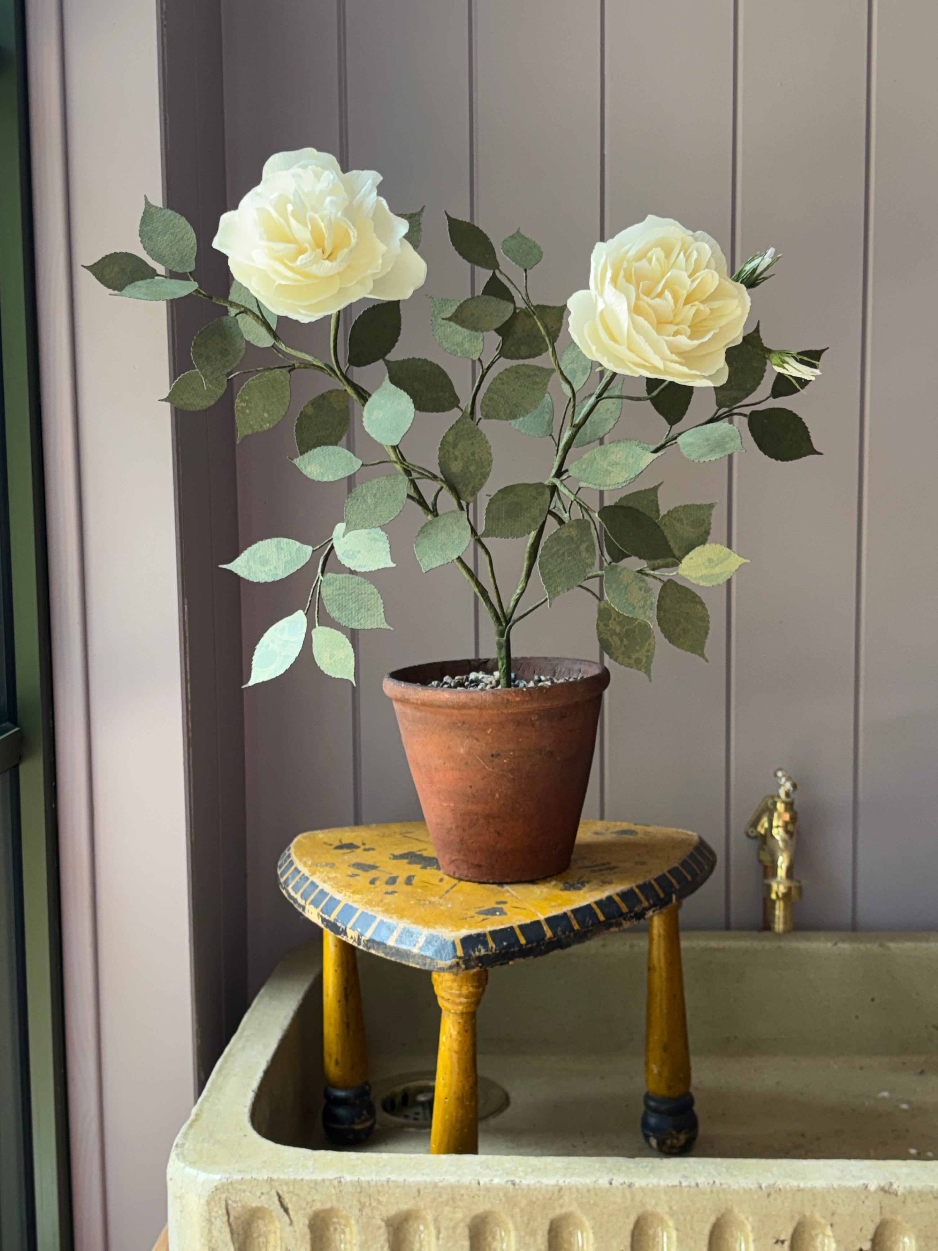 Paper Shrub Rose
