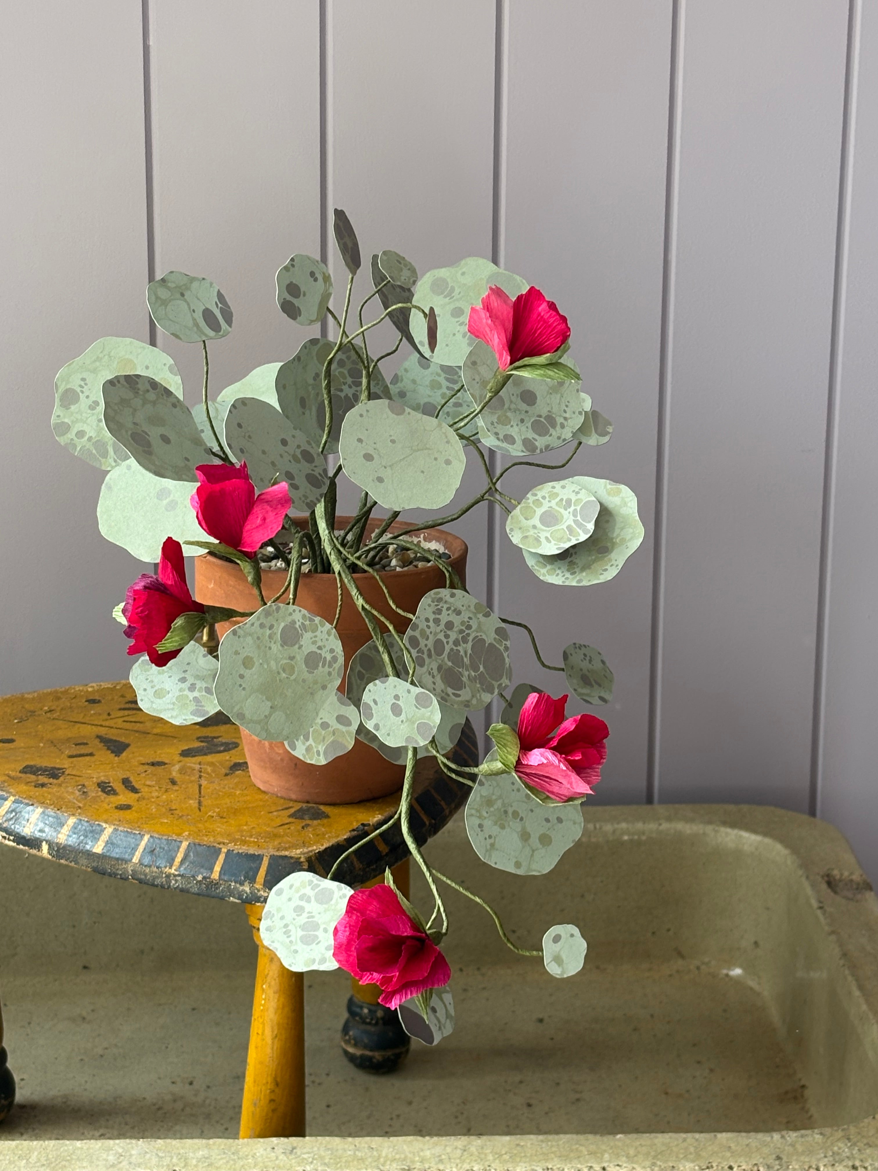 Nasturtium, trailing